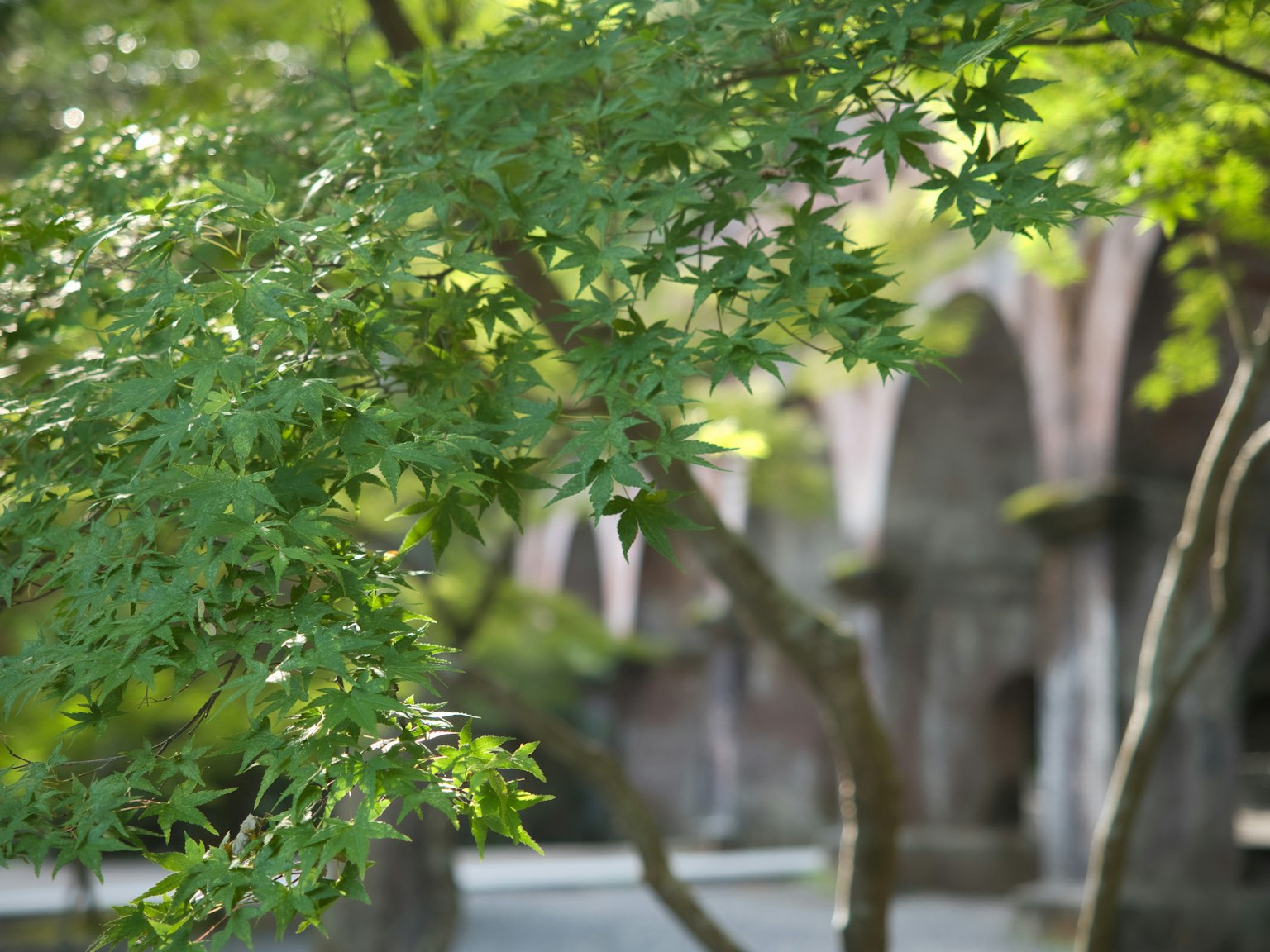Üppige grüne Blätter im Vordergrund mit einer alten Bogenstruktur im Hintergrund