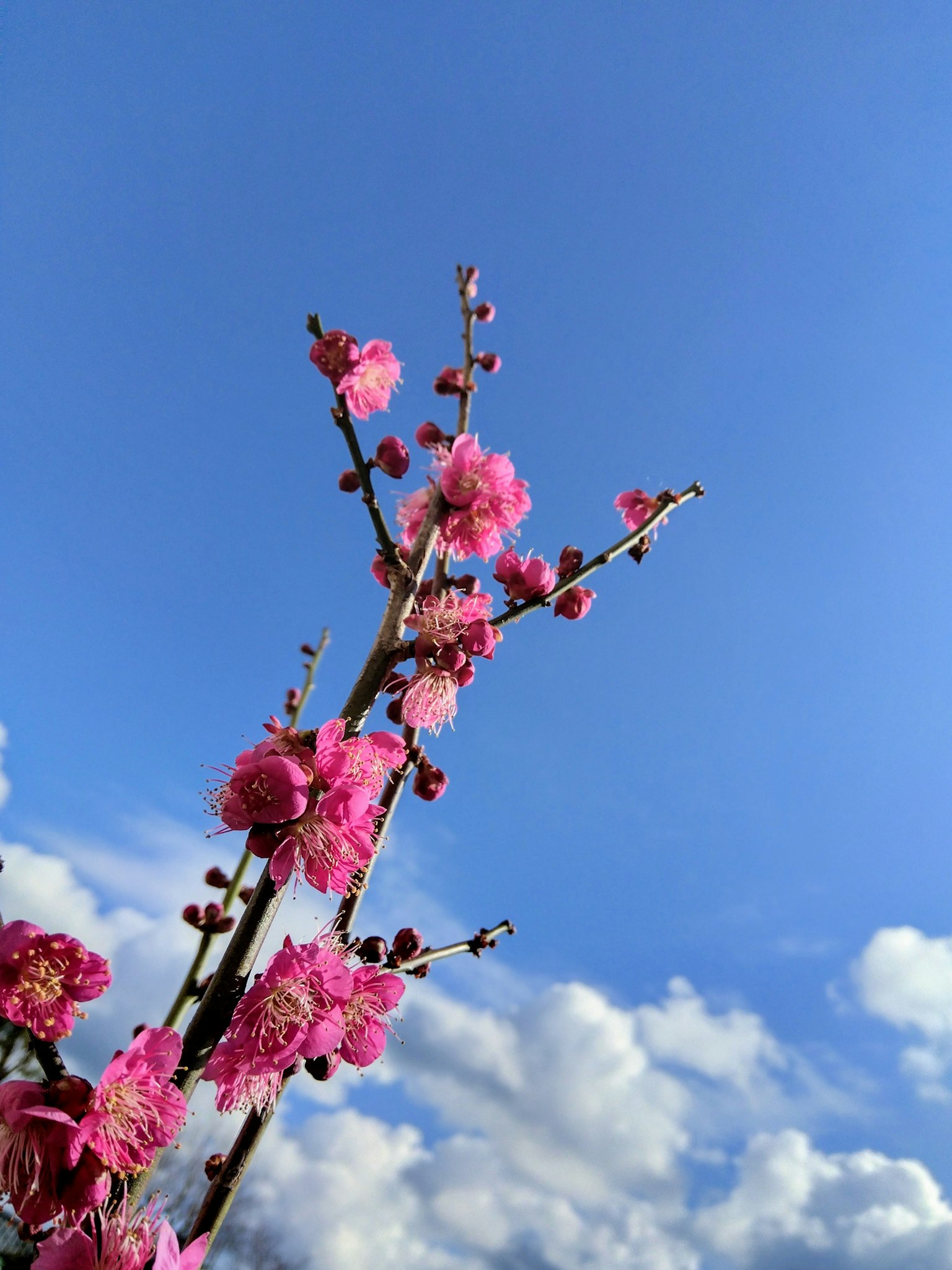 蓝天上的粉色花枝