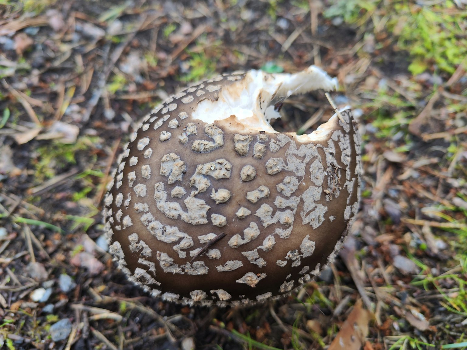 地面にある斑点模様の茶色いキノコの残骸