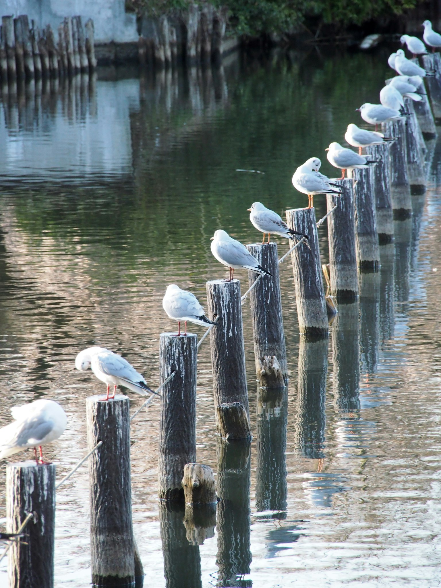 Una fila de aves blancas posadas sobre postes de madera sobre el agua