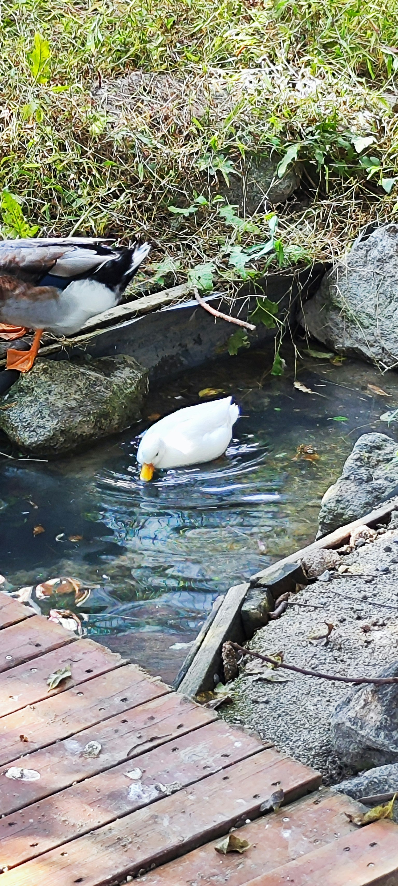 一隻白鴨在岩石和綠植環繞的池塘中覓食