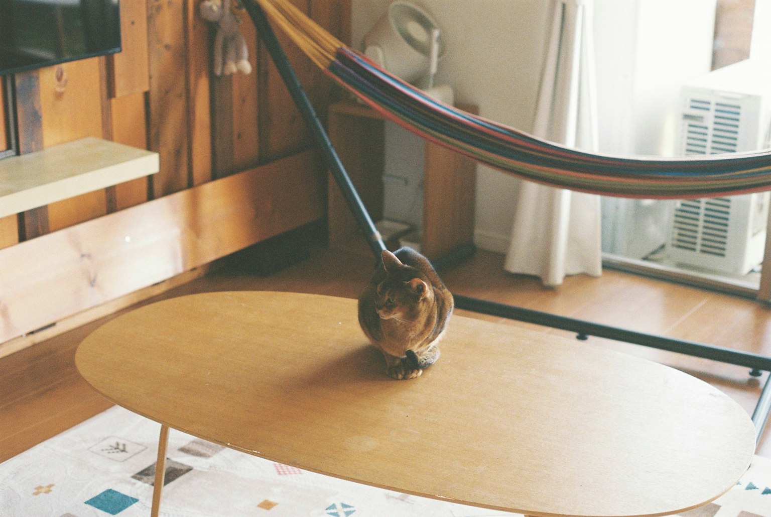 Un pequeño animal marrón en una mesa de madera con una hamaca en una sala de estar acogedora