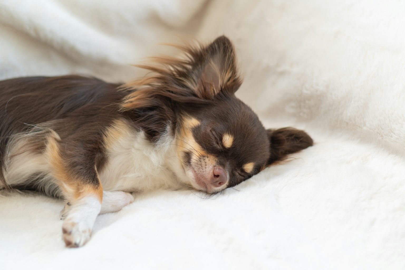 Chihuahua brun dormant sur une couverture blanche