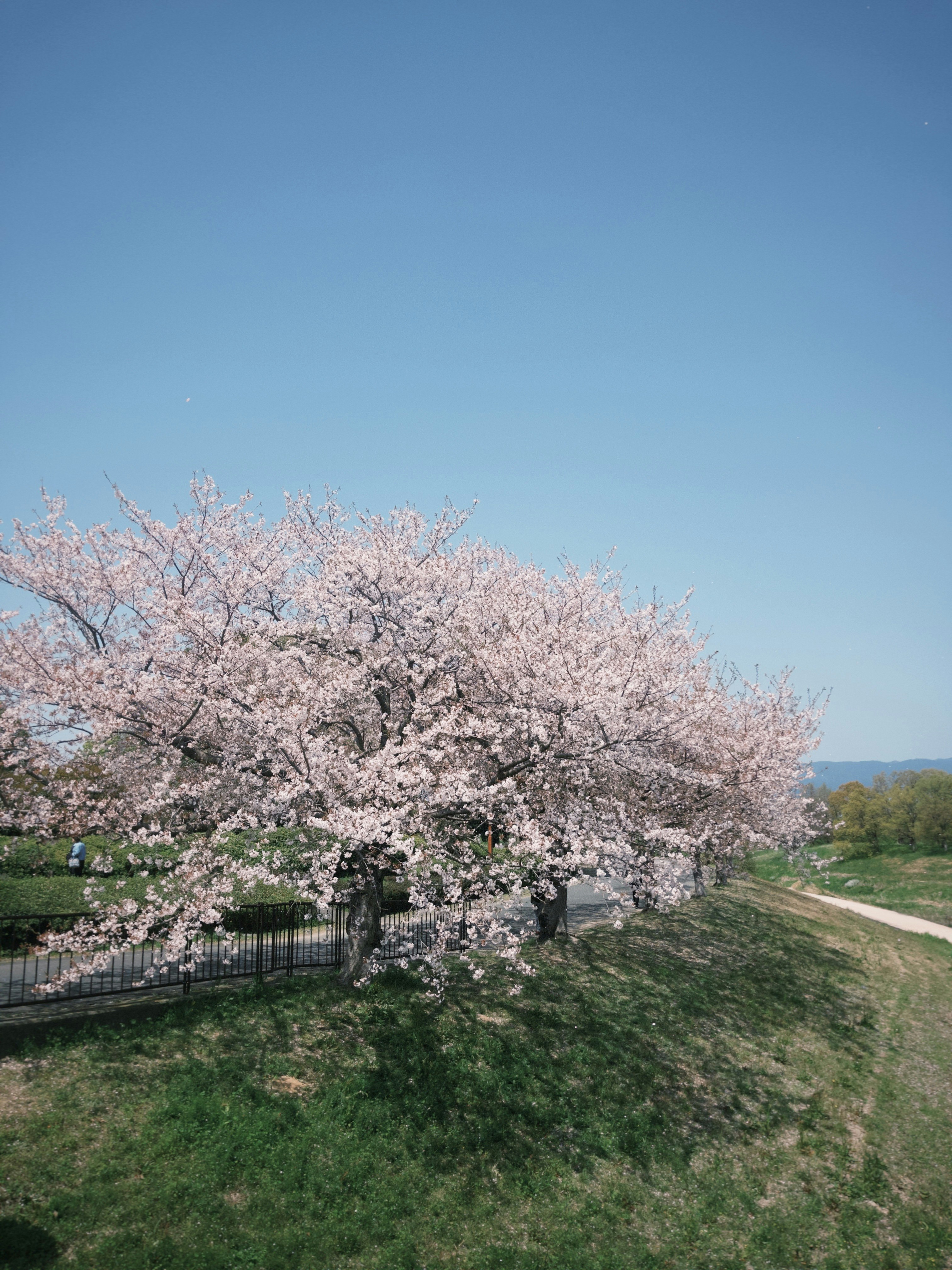 Cherry blossom trees along a path under a clear blue sky