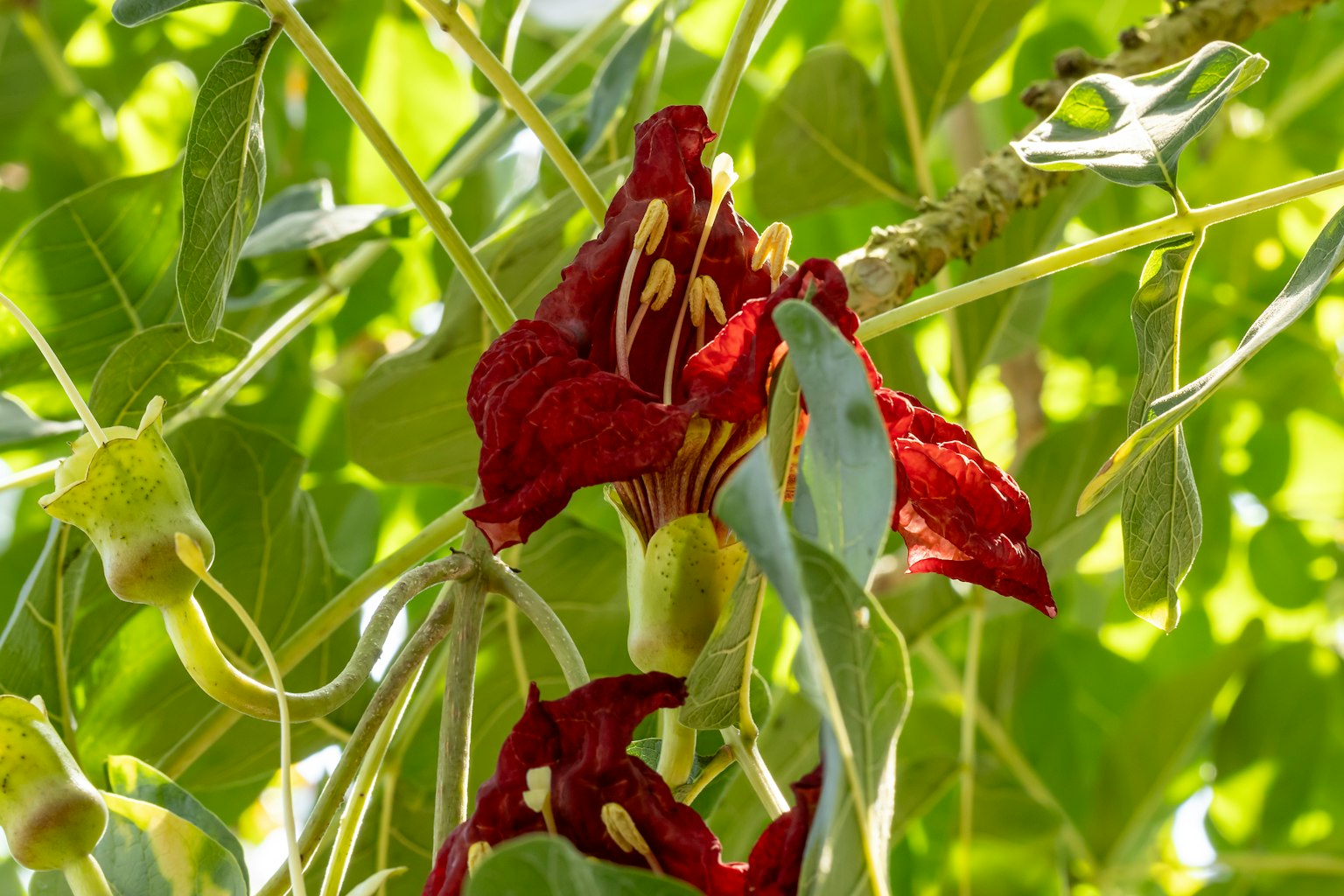 Primer plano de una rama de árbol con flores rojas y hojas verdes