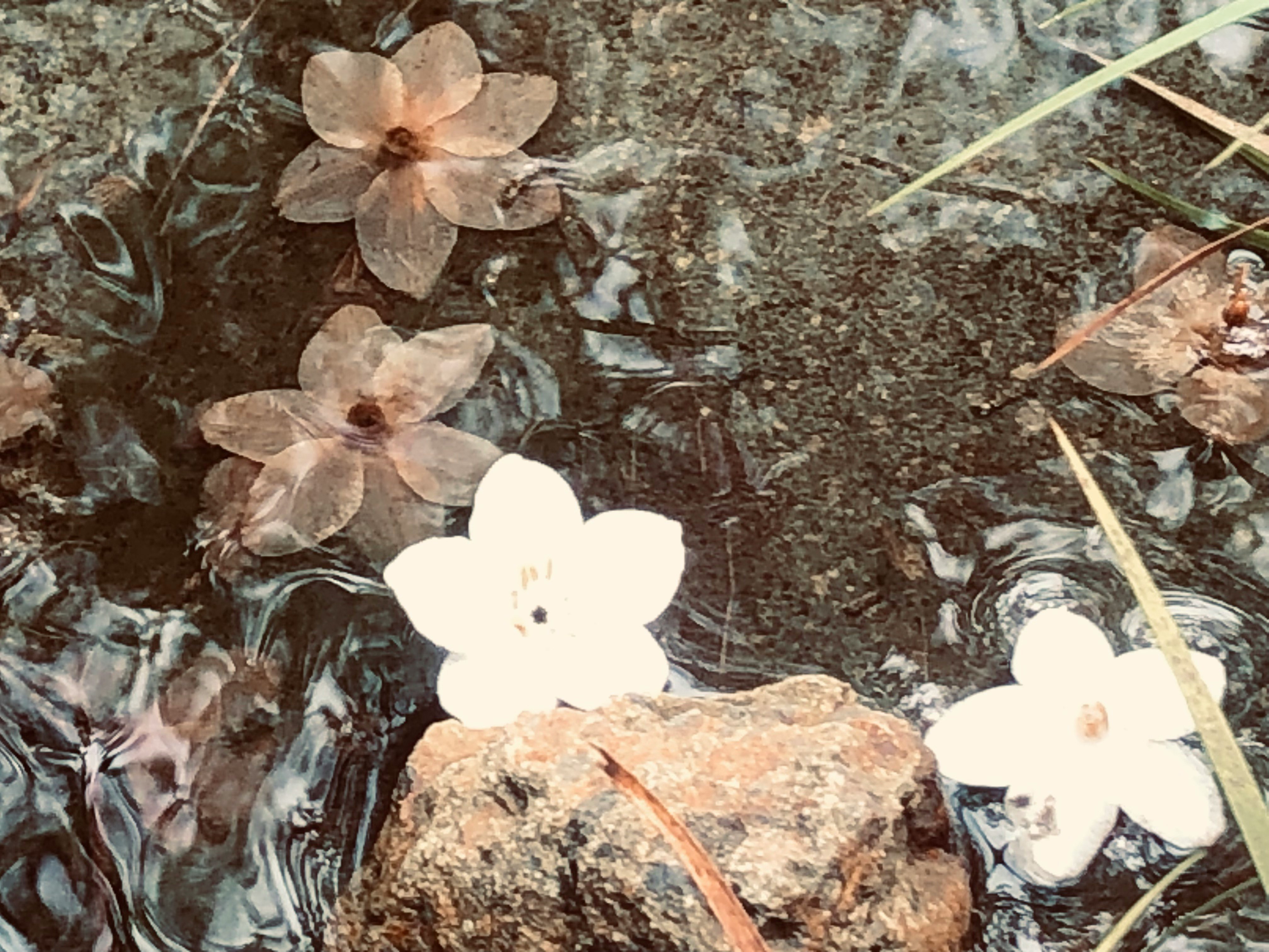 flower-like water plants and stones in flowing water
