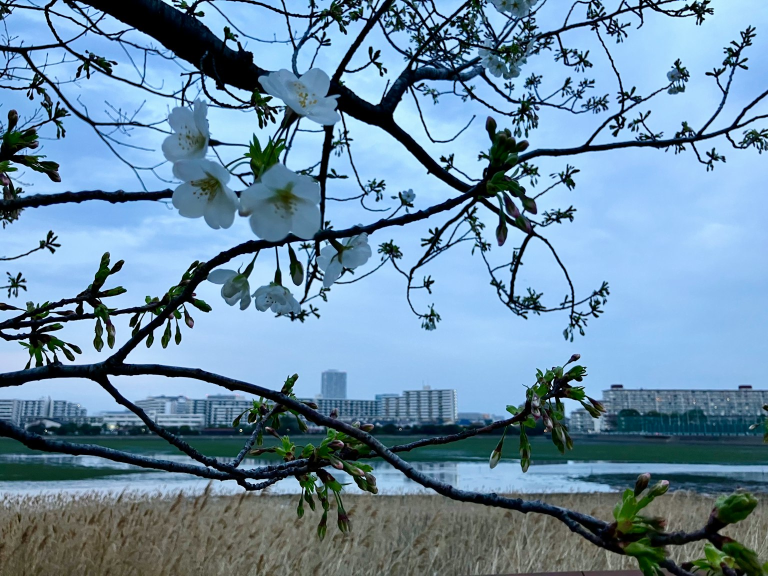 Zweig eines Baumes mit weißen Blumen unter einem blauen Himmel und einer Stadtlandschaft