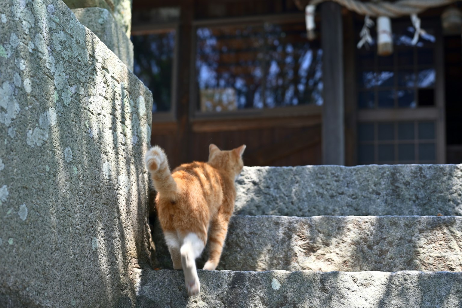 Gatto arancione che sale le scale con un santuario sullo sfondo