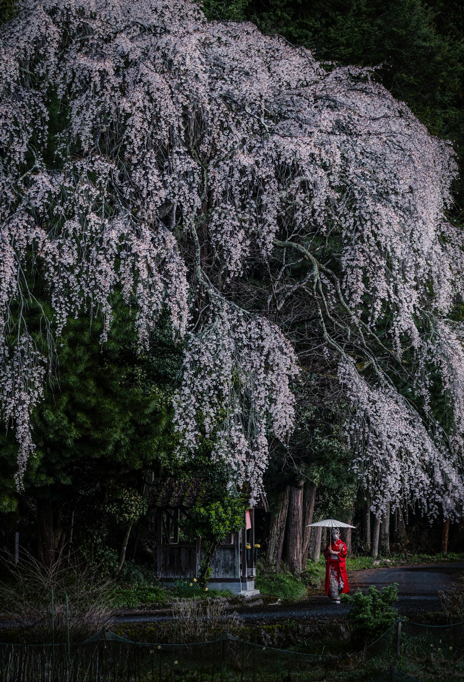 Pemandangan indah seseorang yang mengenakan kimono merah memegang payung di bawah pohon sakura