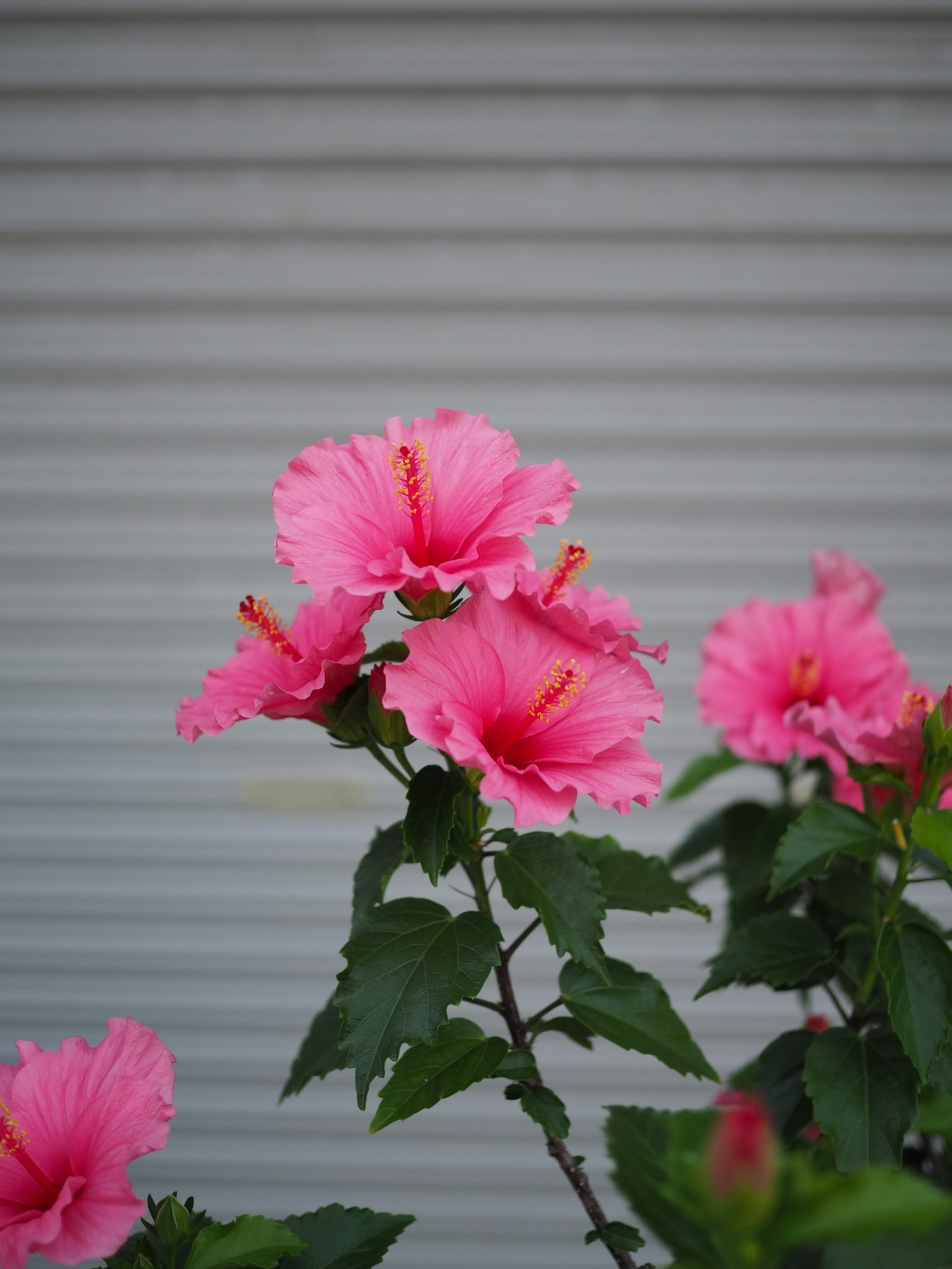 Flores de hibisco rosa floreciendo contra un fondo gris