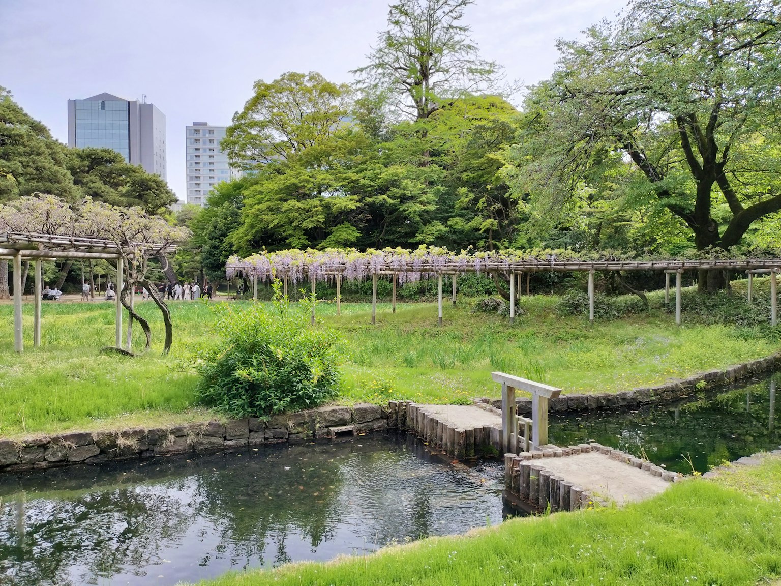 Park scene featuring a pond surrounded by greenery and wisteria trellises