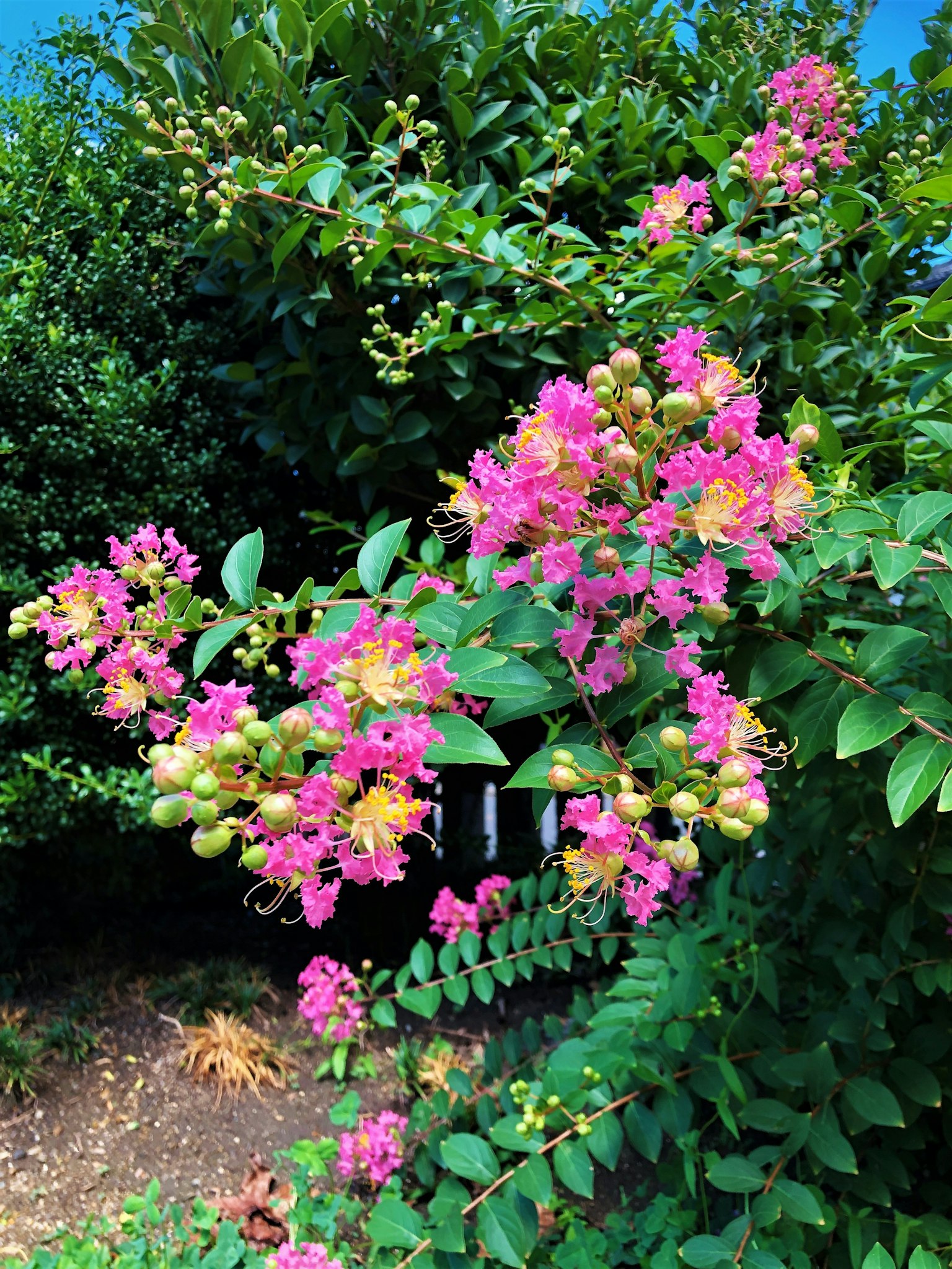 Bunga pink cerah dari tanaman crepe myrtle dengan daun hijau subur