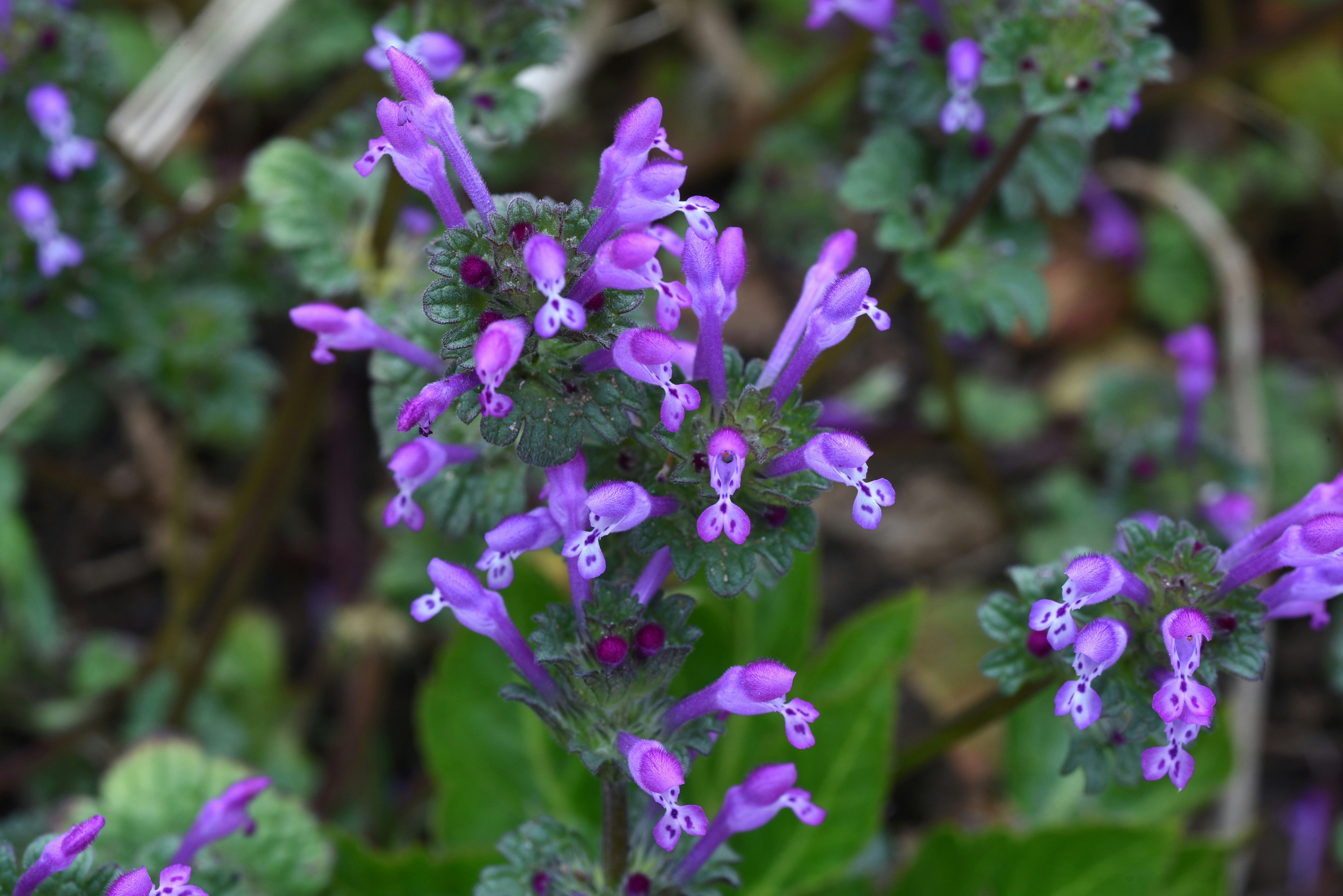 Purple flowers of ホトケノザ and サンガイグサ in a grassy patch