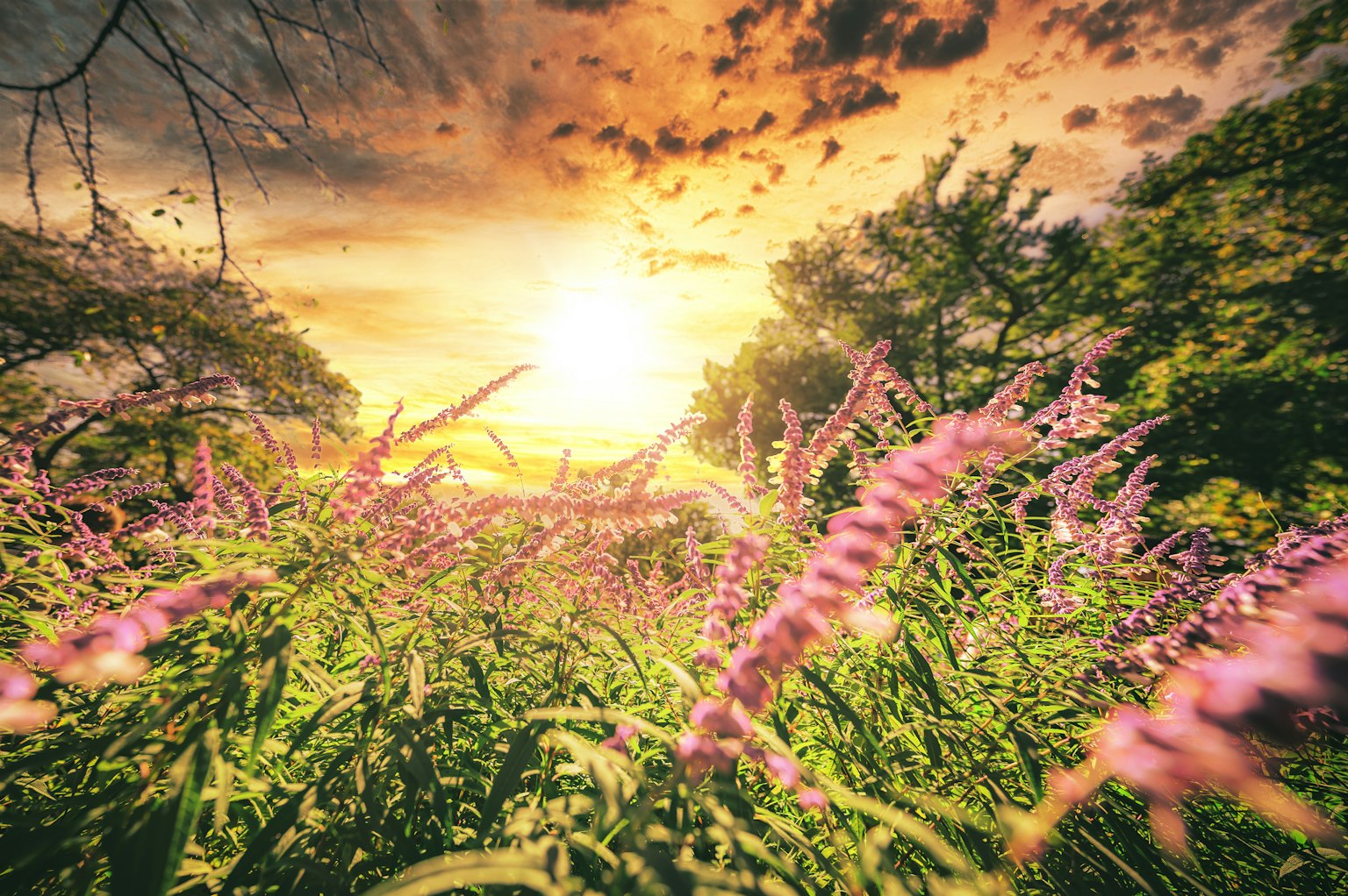 Landscape featuring pink flowers and green grass with a sunset in the background