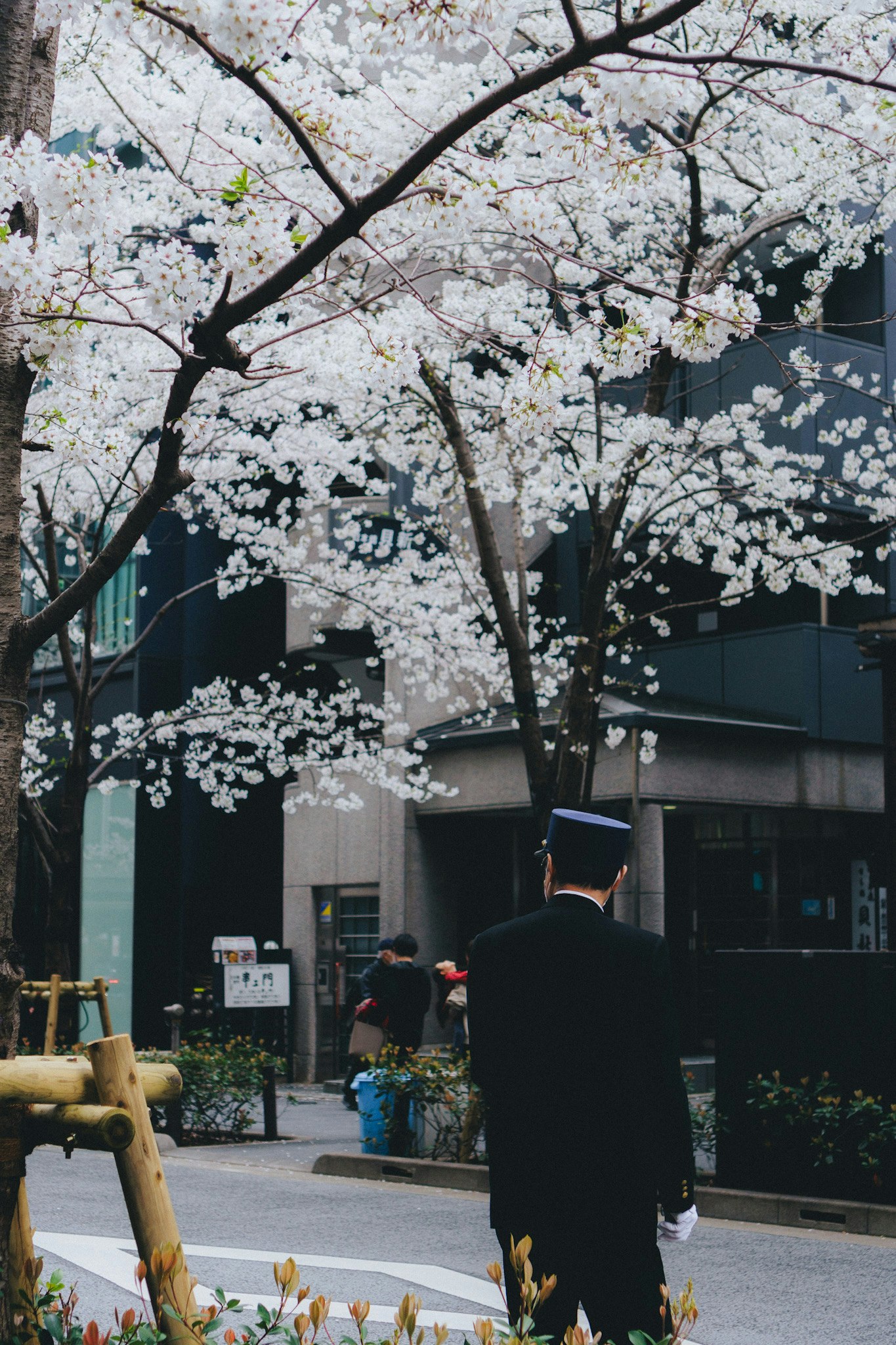 spring street scene with cherry blossom branches