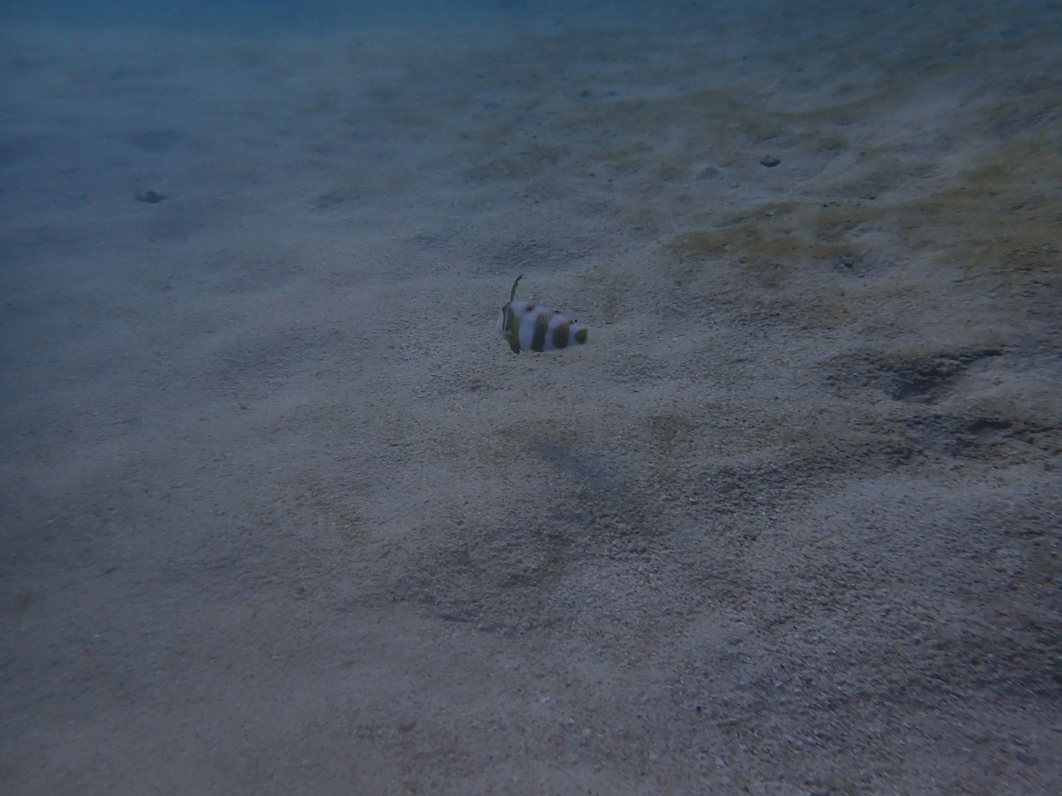 Un piccolo gruppo di creature sul fondo sabbioso dell'oceano