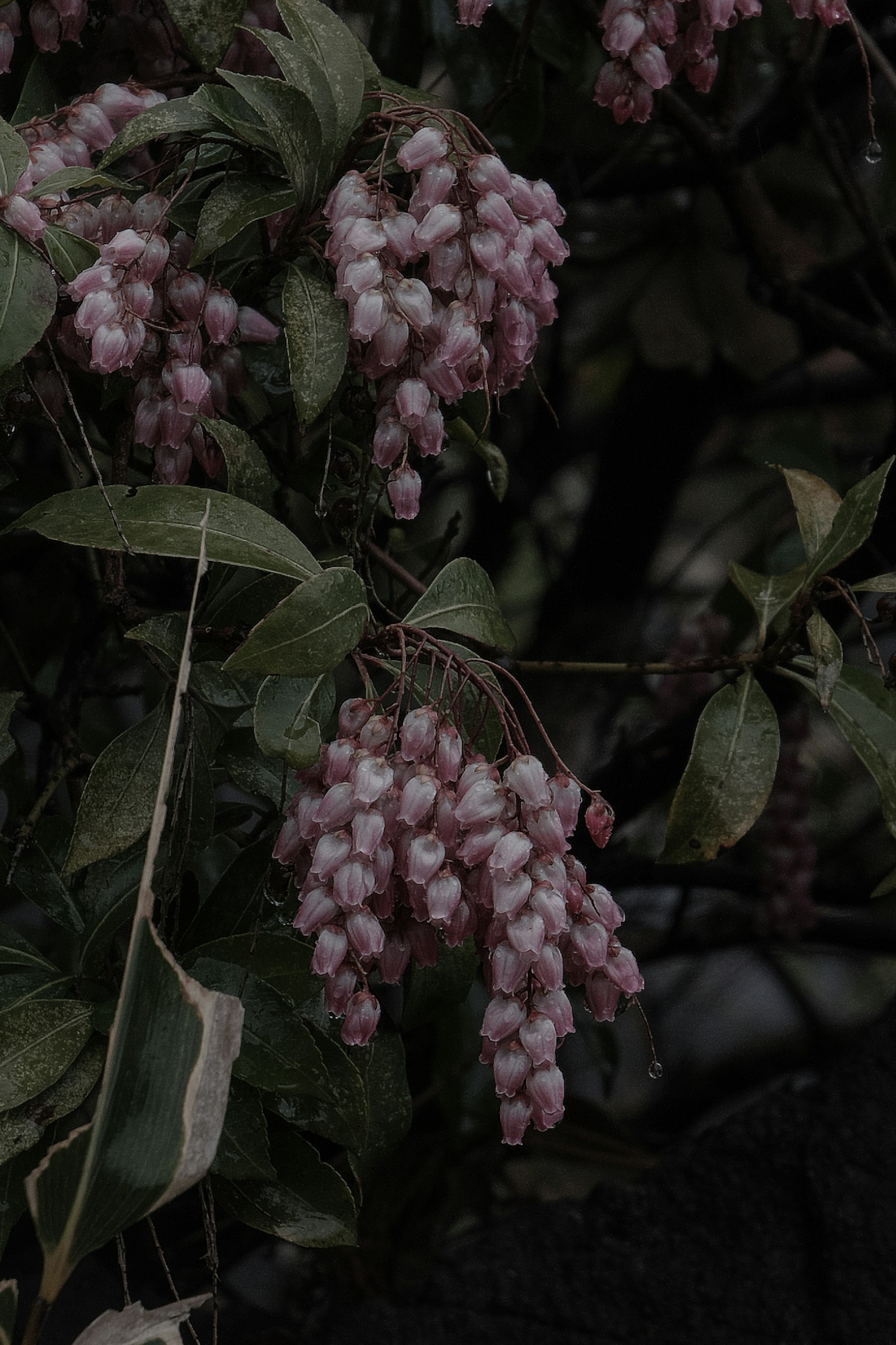Gros plan d'une plante avec des grappes de fleurs violettes pâles