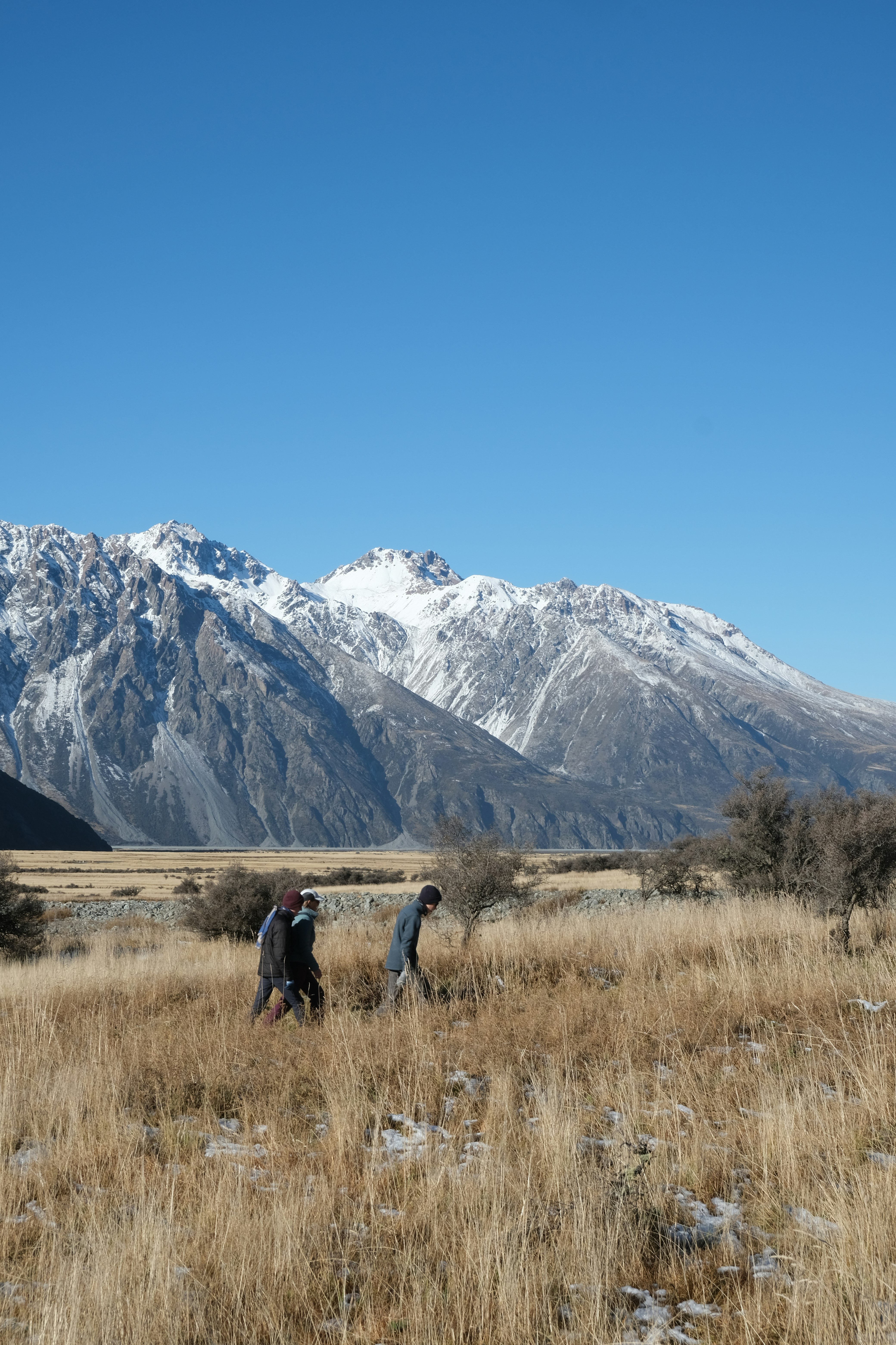新西兰草原上行走的人们与库克山的雪峰