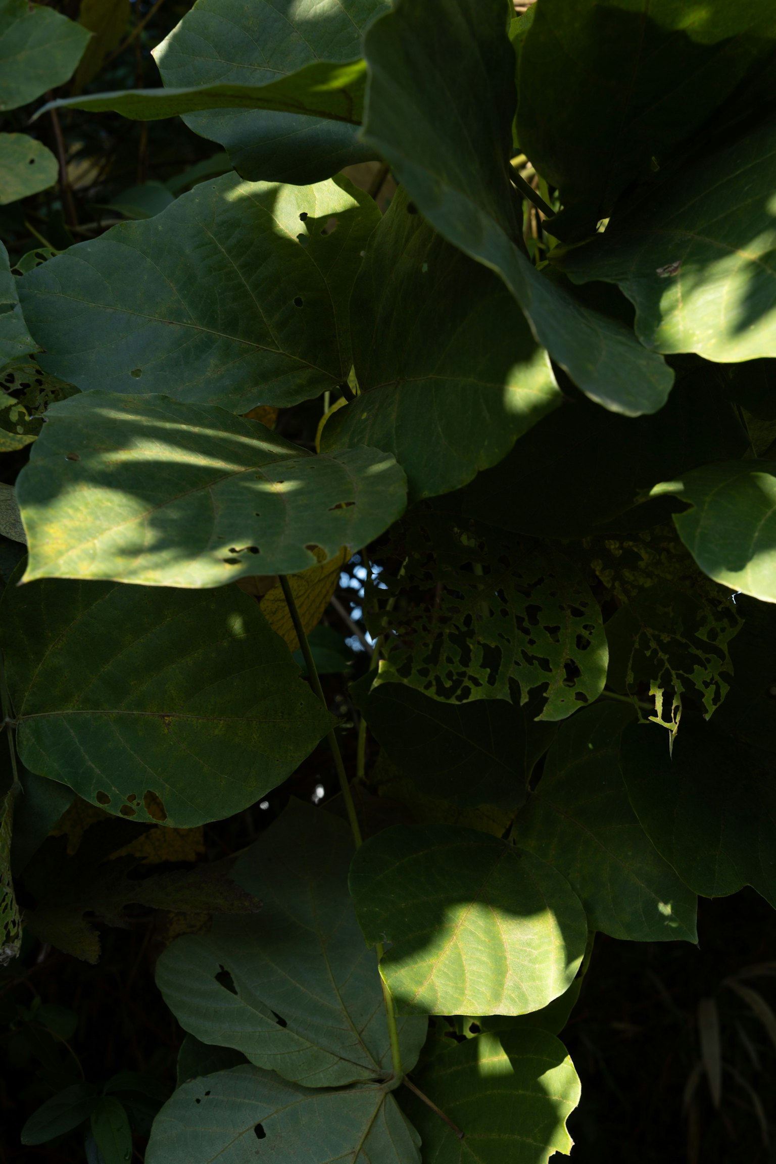 Hojas verdes superpuestas con sombras y luz solar filtrándose
