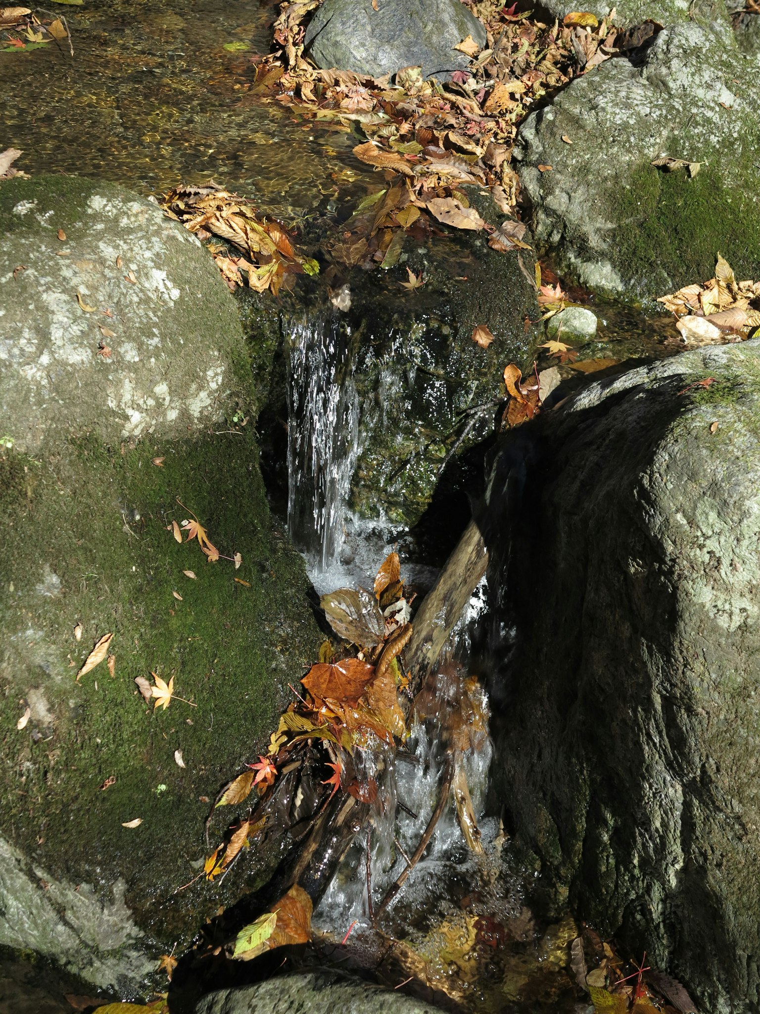 Un petit ruisseau coulant entre des rochers et des feuilles mortes
