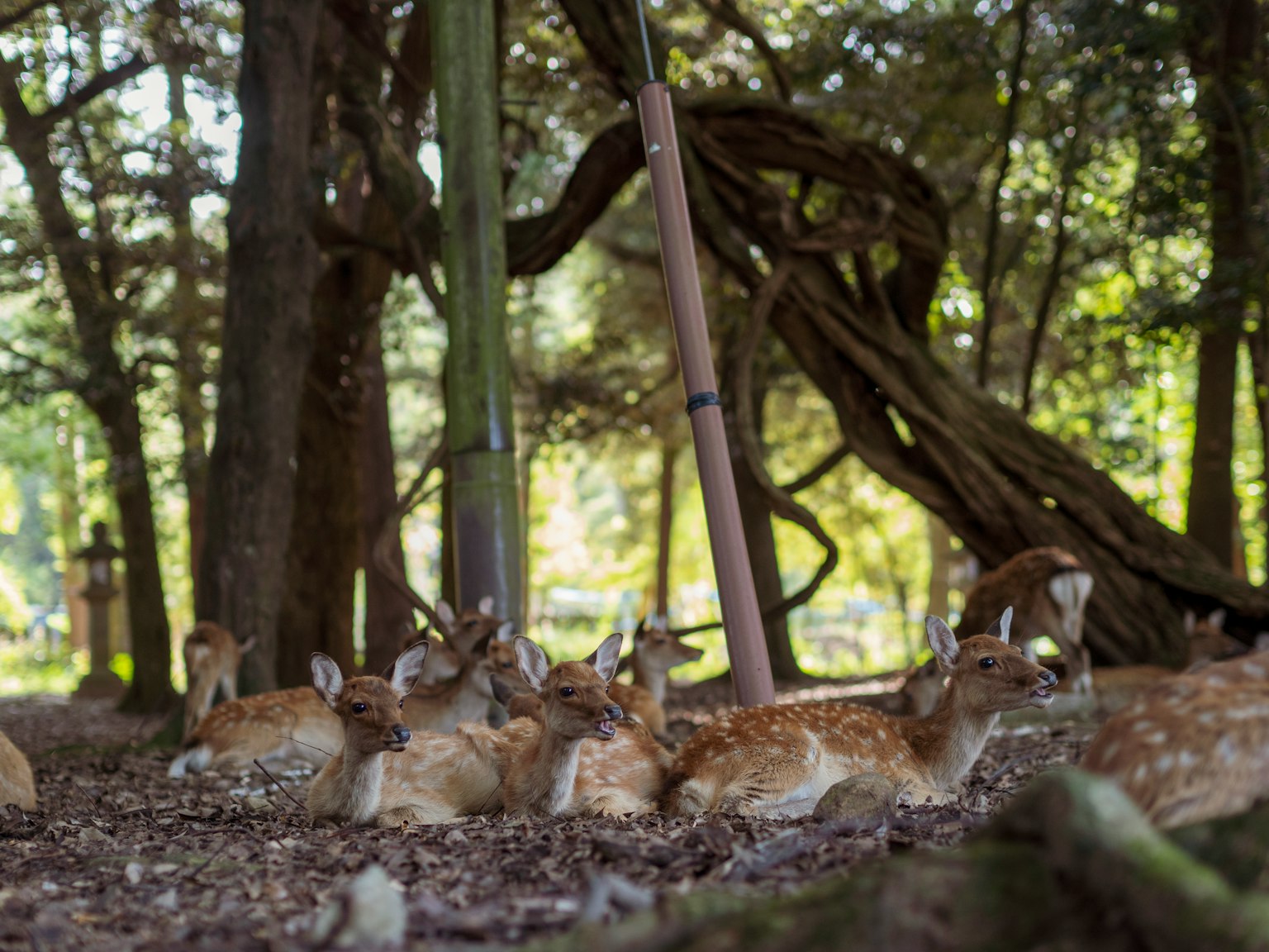 Un grupo de ciervos descansando en un entorno forestal