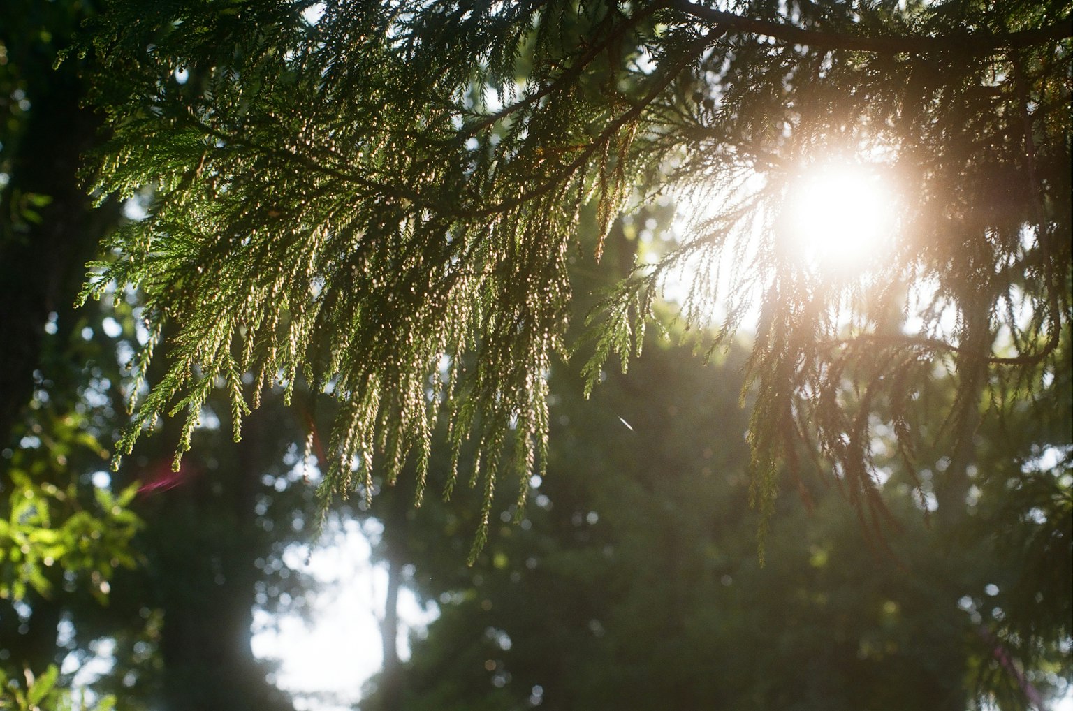 Luz del sol filtrando a través del follaje verde y los árboles