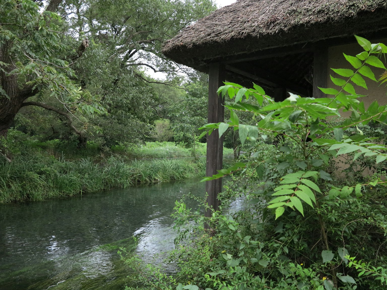 被郁郁葱葱的绿色和流动的河流包围的小屋风景