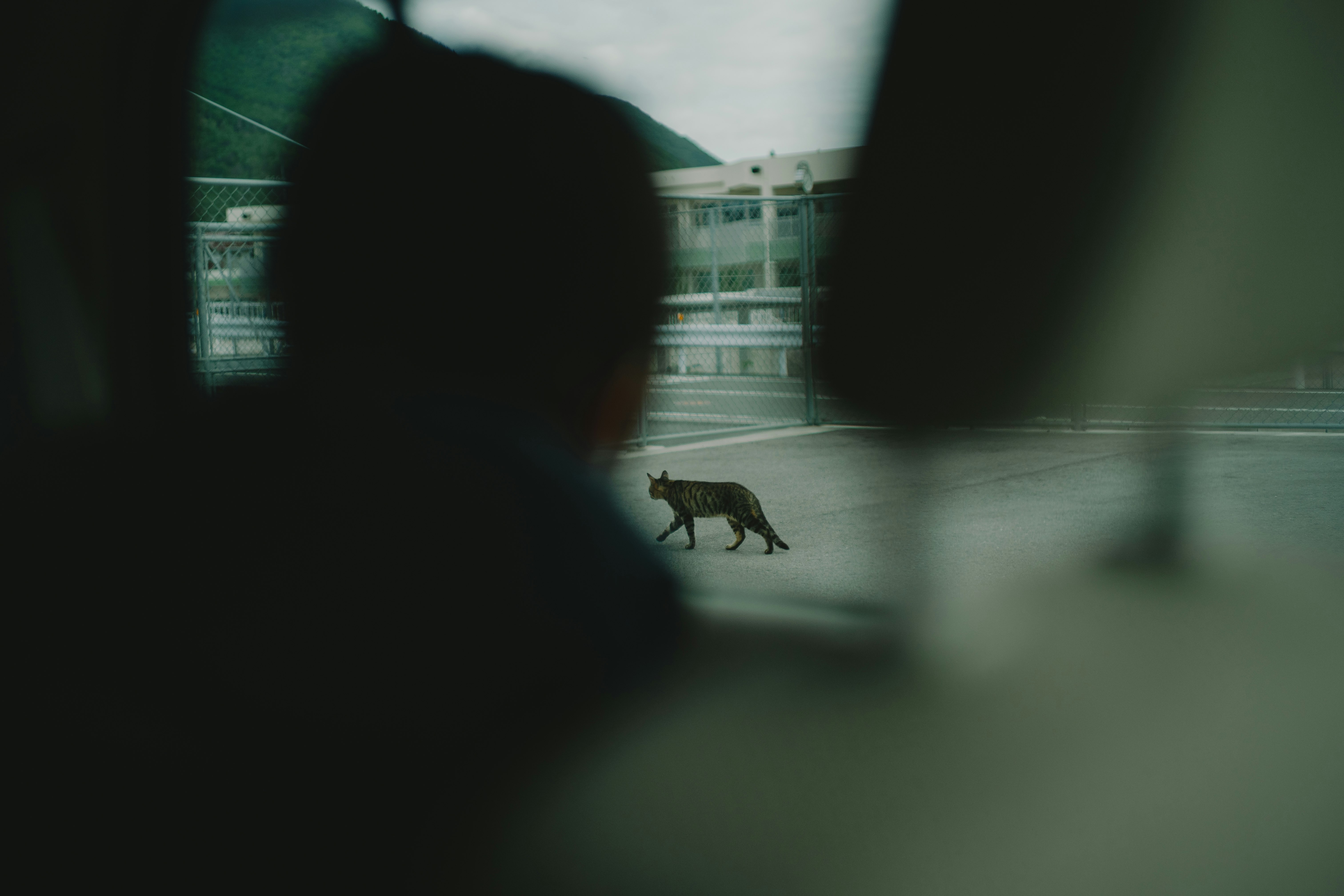 フェンス越しに見える路地の猫