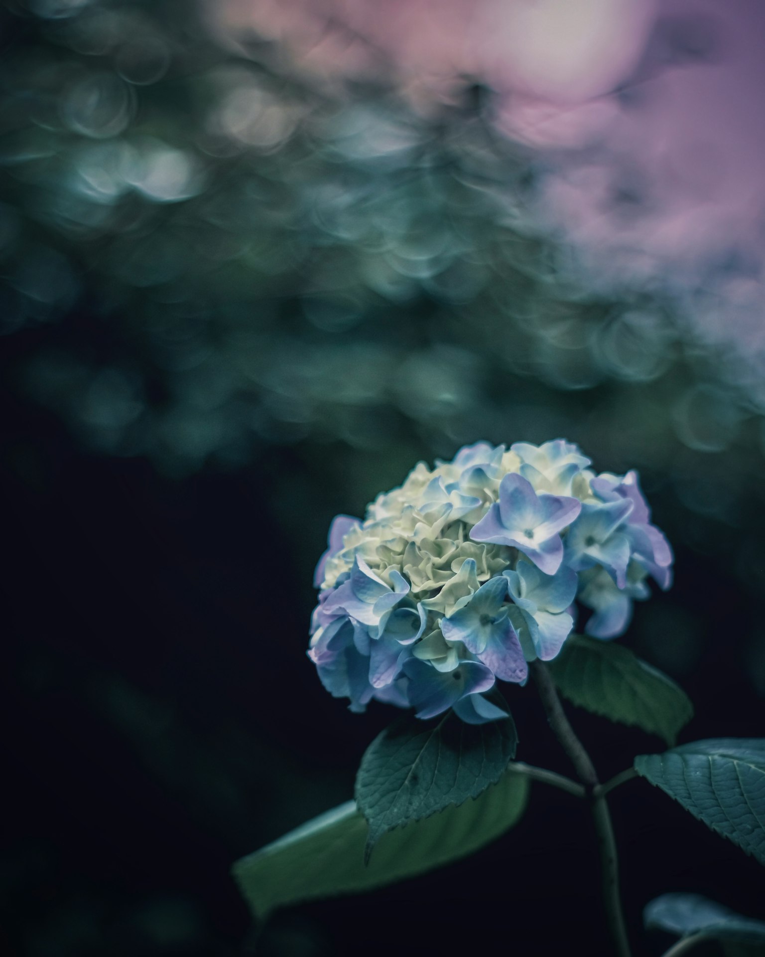 ดอกไฮเดรนเยียสีน้ำเงินอ่อนเบ่งบานอยู่ในพื้นหลังสีเขียวเบลอ