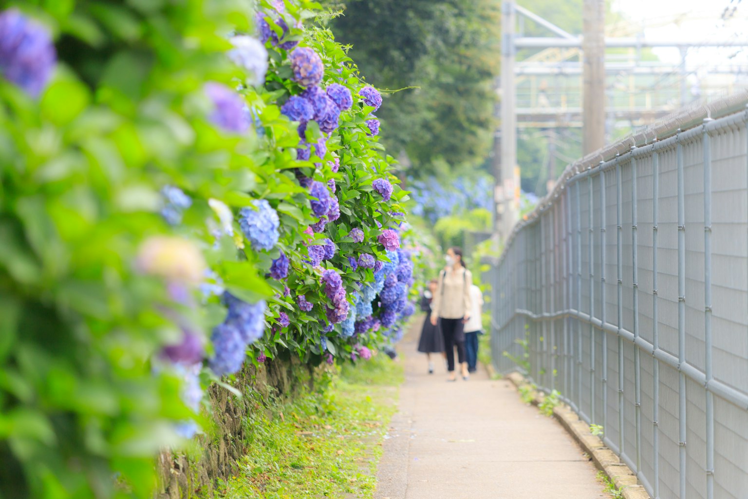 Des personnes marchant le long d'un chemin bordé d'hortensias en fleurs