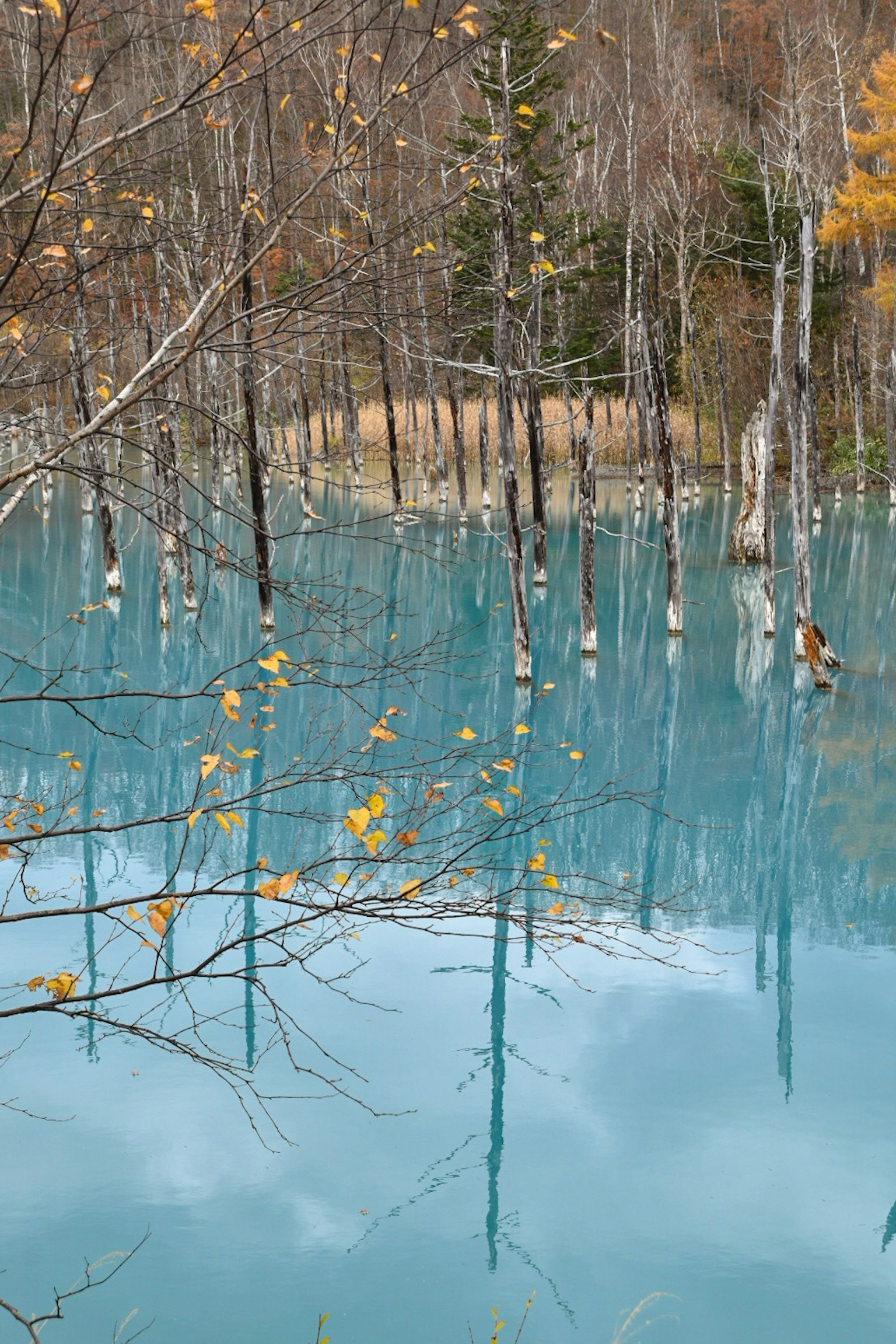 Riflesso degli alberi in uno stagno blu con foglie autunnali