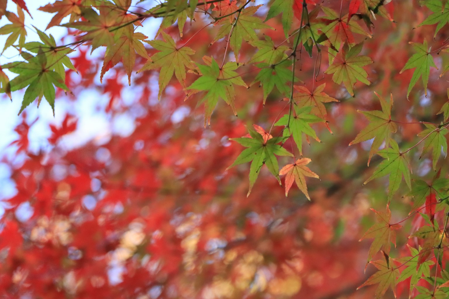 Des feuilles d'érable rouges et vertes se chevauchent créant une belle scène d'automne
