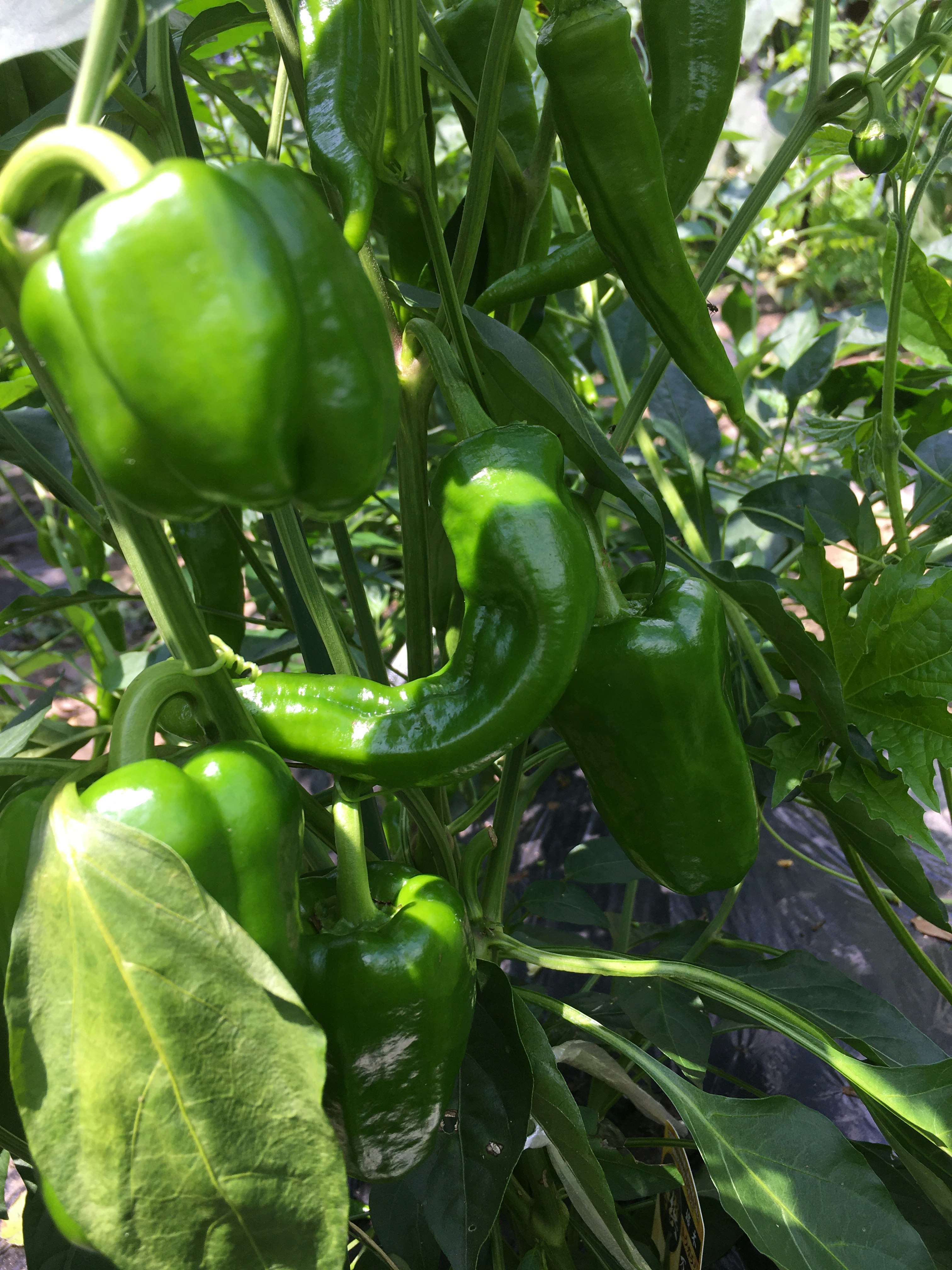 pimientos verdes creciendo entre las hojas en un huerto