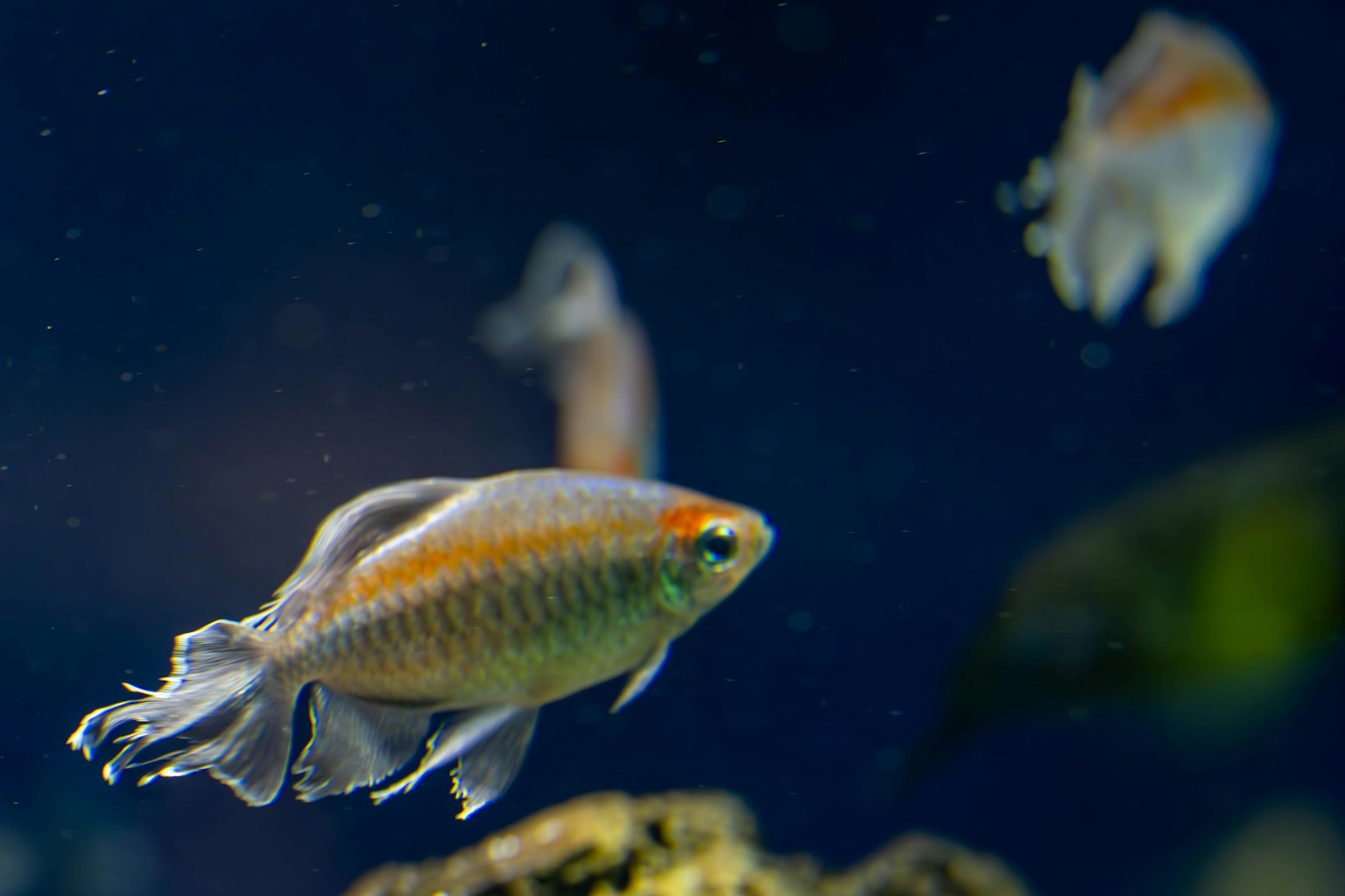Ikan tropis berwarna-warni berenang di bawah air