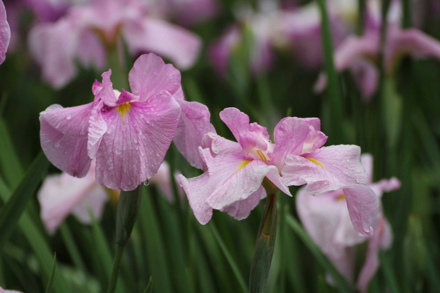 Gruppo di fiori di iris viola chiaro in fiore