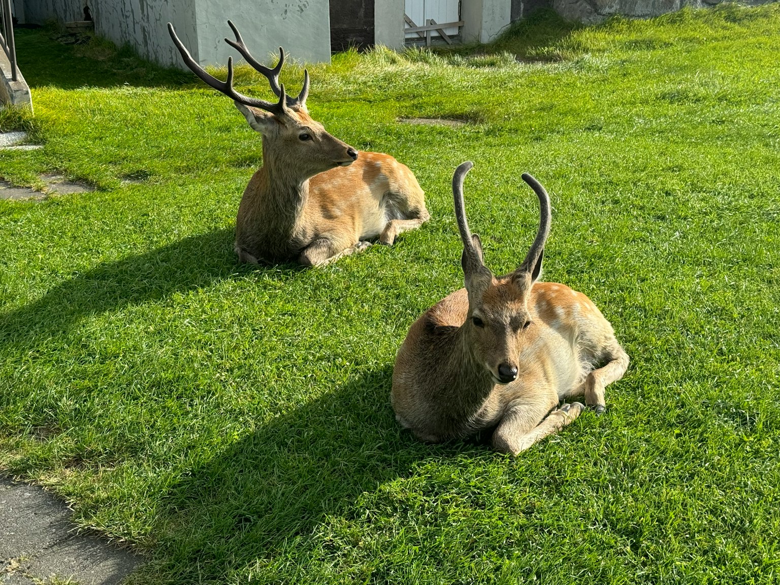 Zwei Rehe ruhen auf grünem Gras