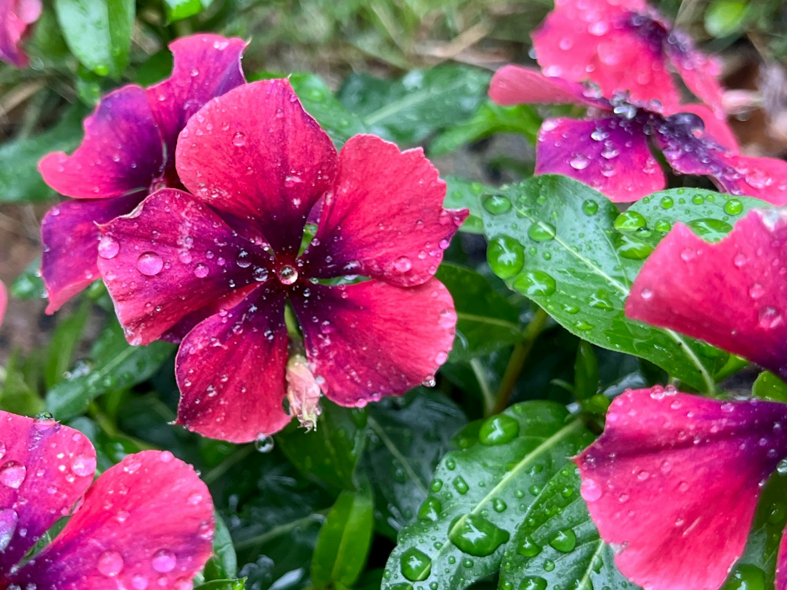 鮮豔的粉紅色和紫色花朵上覆蓋著雨滴
