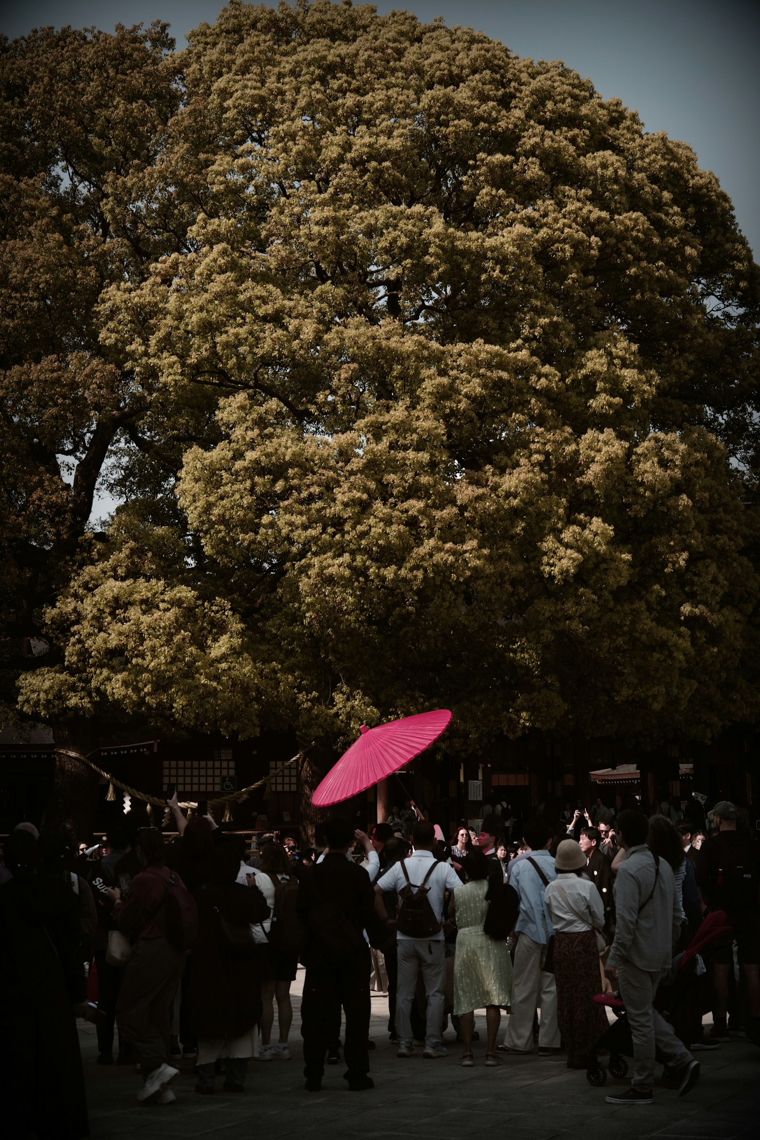 Foule de personnes rassemblées sous un grand arbre jaune avec un parapluie rose