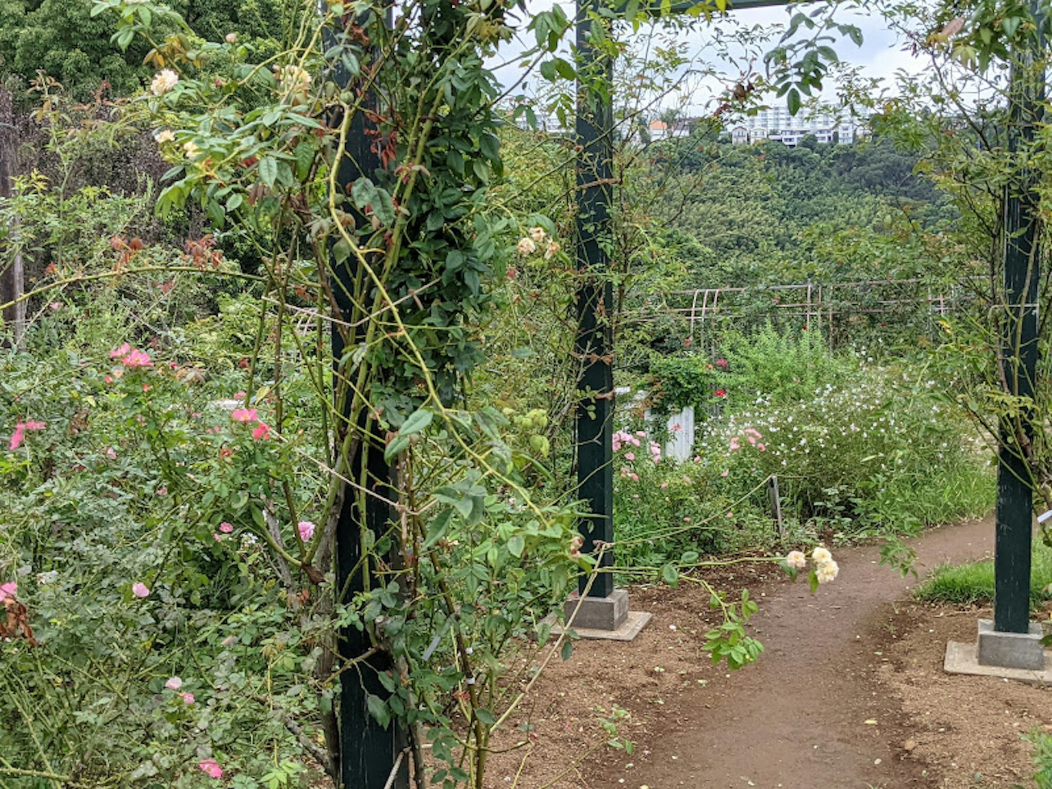Jalan berkelok-kelok di taman subur dikelilingi bunga yang mekar