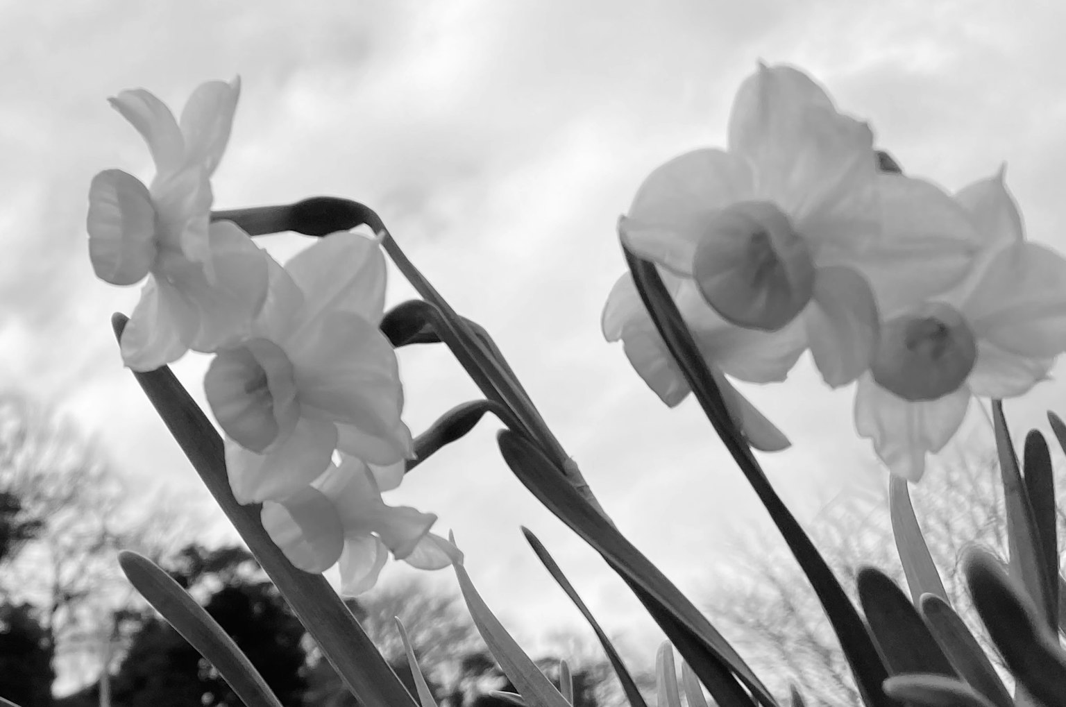 Grupo de flores de narcisos blancos floreciendo bajo nubes suaves