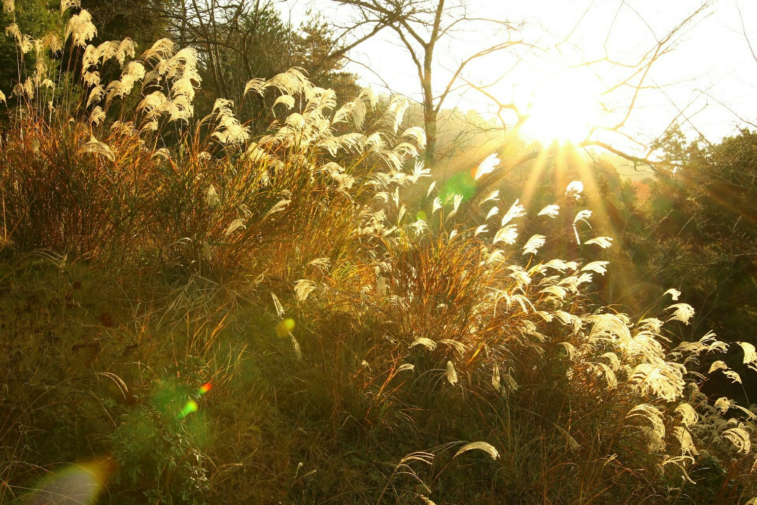 แสงแดดส่องลงบนทุ่งหญ้า มีหญ้าขาวที่แกว่งไกวและเฉดสีทอง