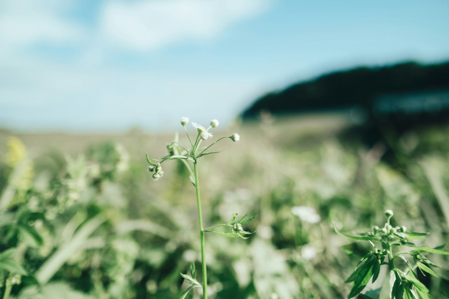 Primo piano di piccoli fiori bianchi in un campo verde sotto un cielo blu