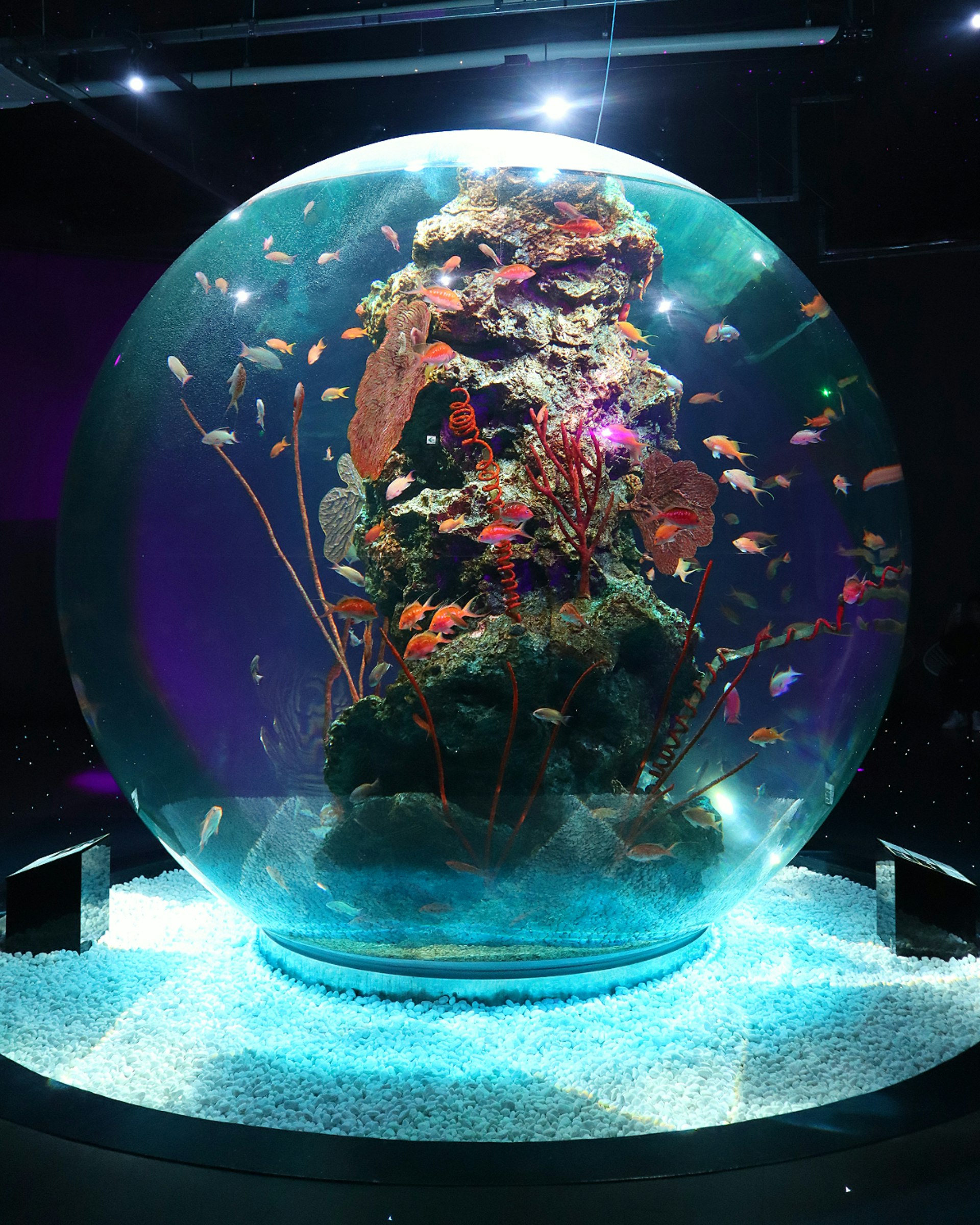 ガラスドームの水槽に浮かぶ色とりどりの魚と海のアート空間
