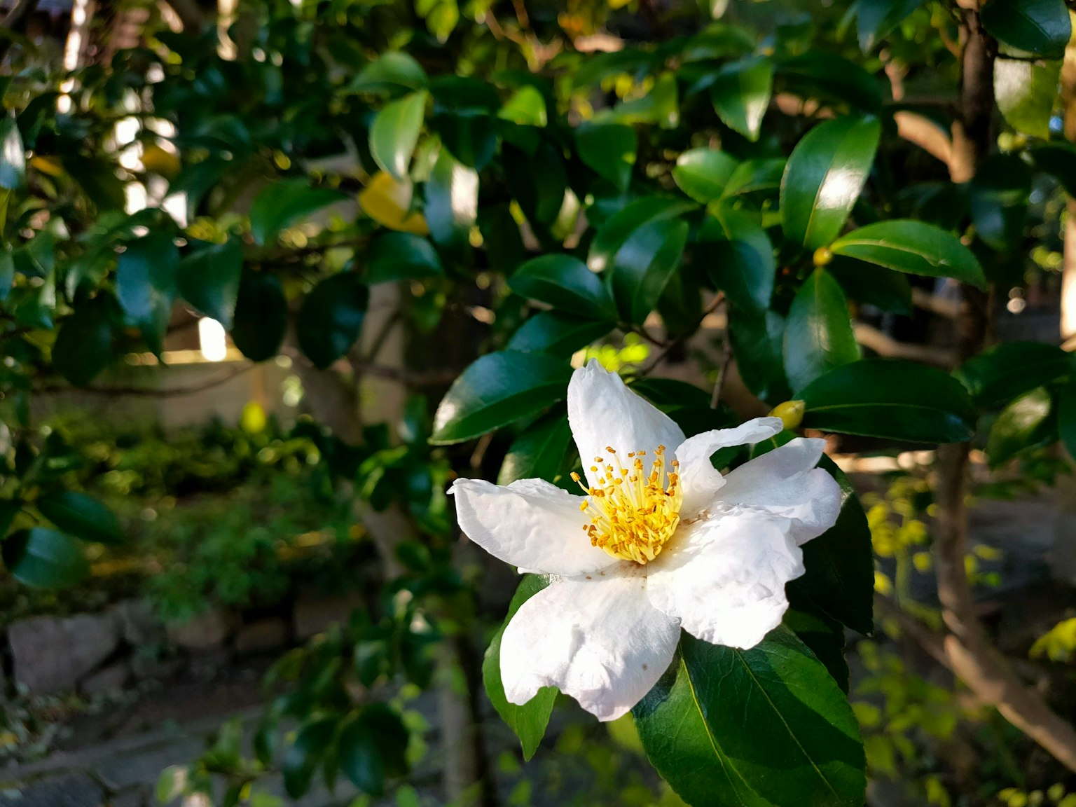 白色花朵和黄色雄蕊在郁郁葱葱的绿色叶子背景下的特写