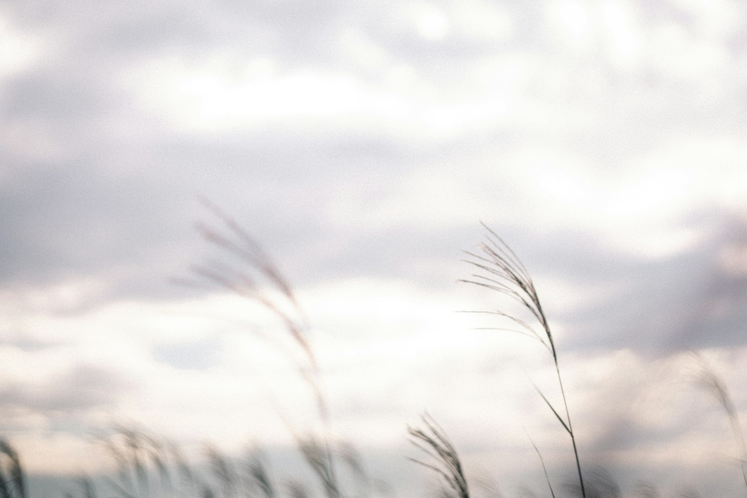 Soft landscape of swaying grass tips against a calm sky