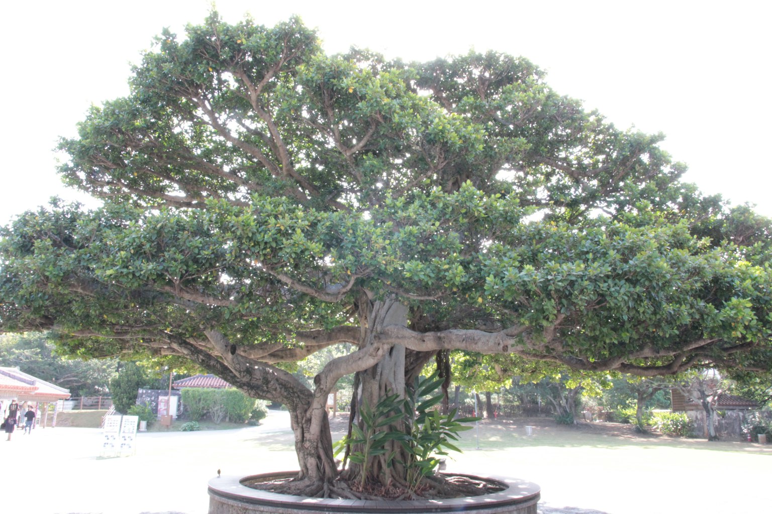 大きな樹木が広がる盆栽のような形状の植物