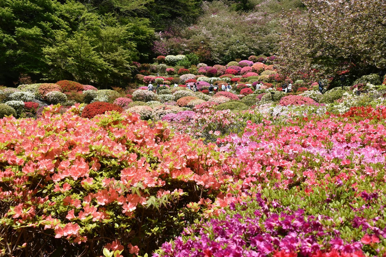 Colorful azaleas blooming in a garden landscape