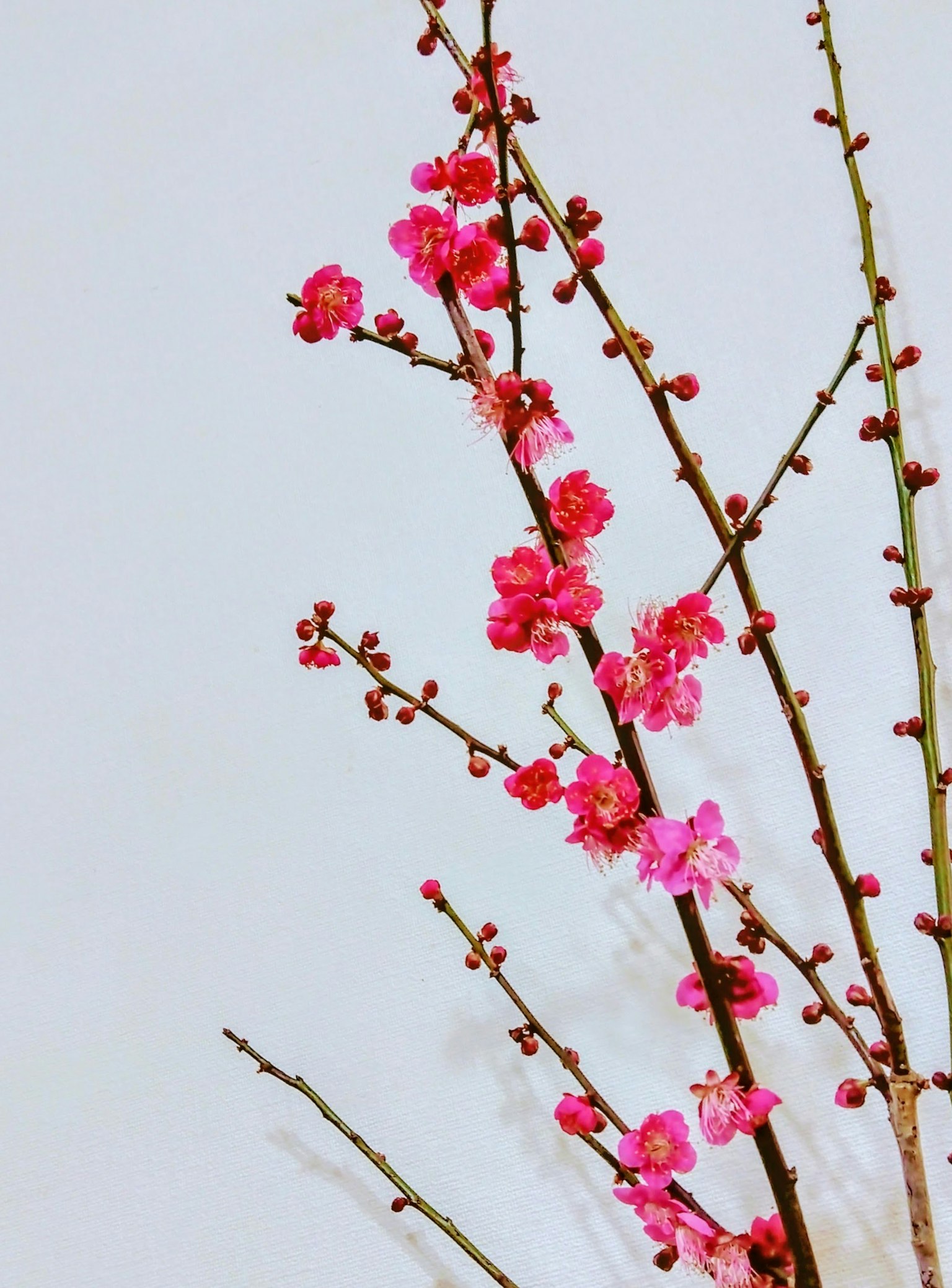 Rami di fiori di prugno con fiori rosa su sfondo chiaro