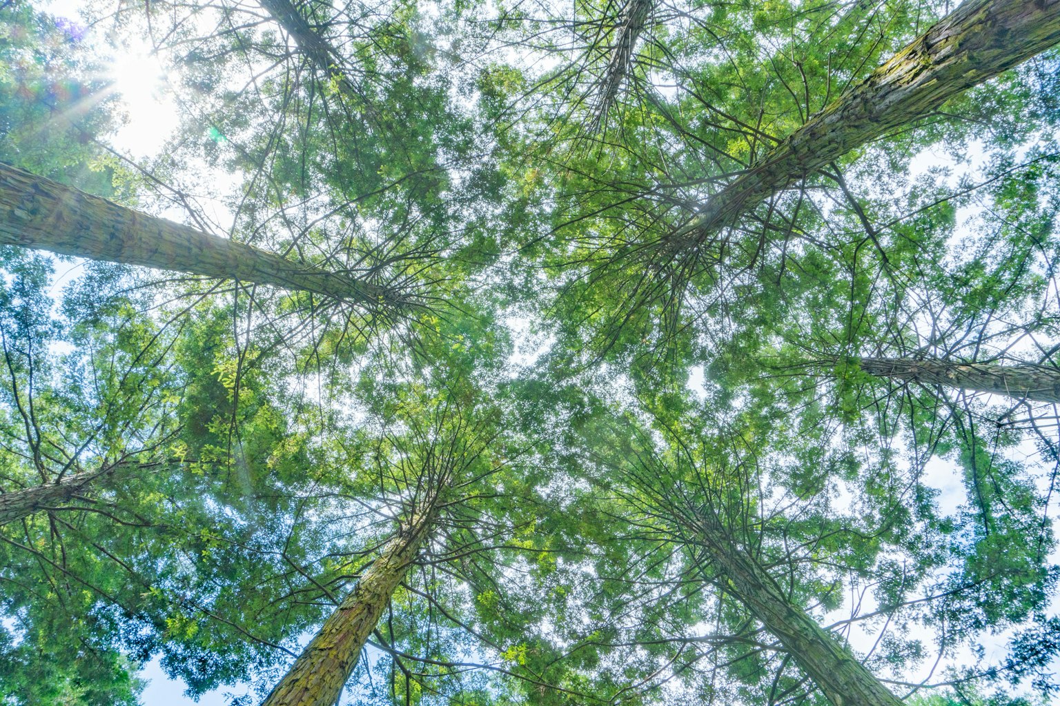 Vue du ciel à travers des arbres verts luxuriants
