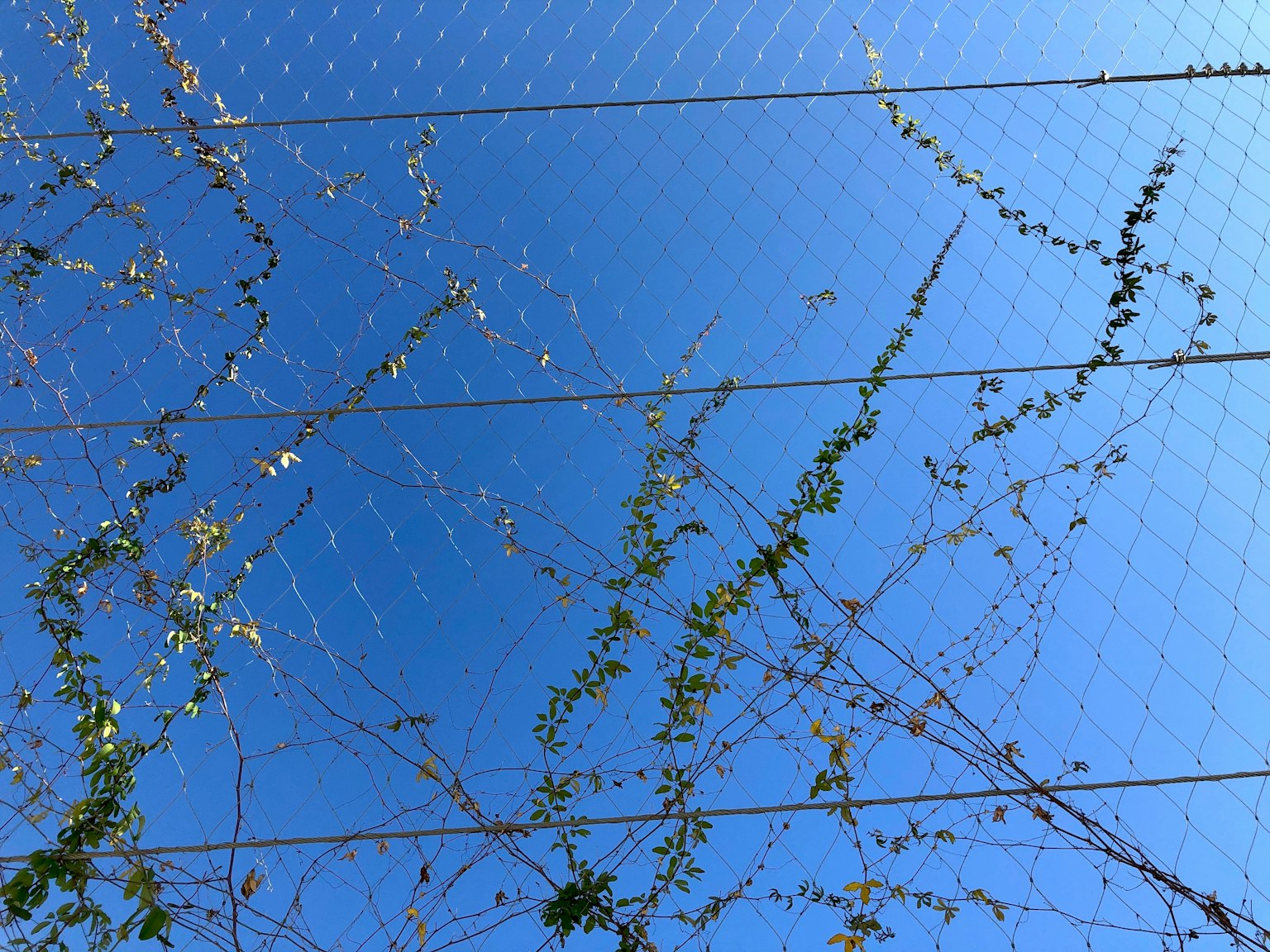 Grüne Ranken, die sich gegen einen klaren blauen Himmel und einen Drahtzaun winden